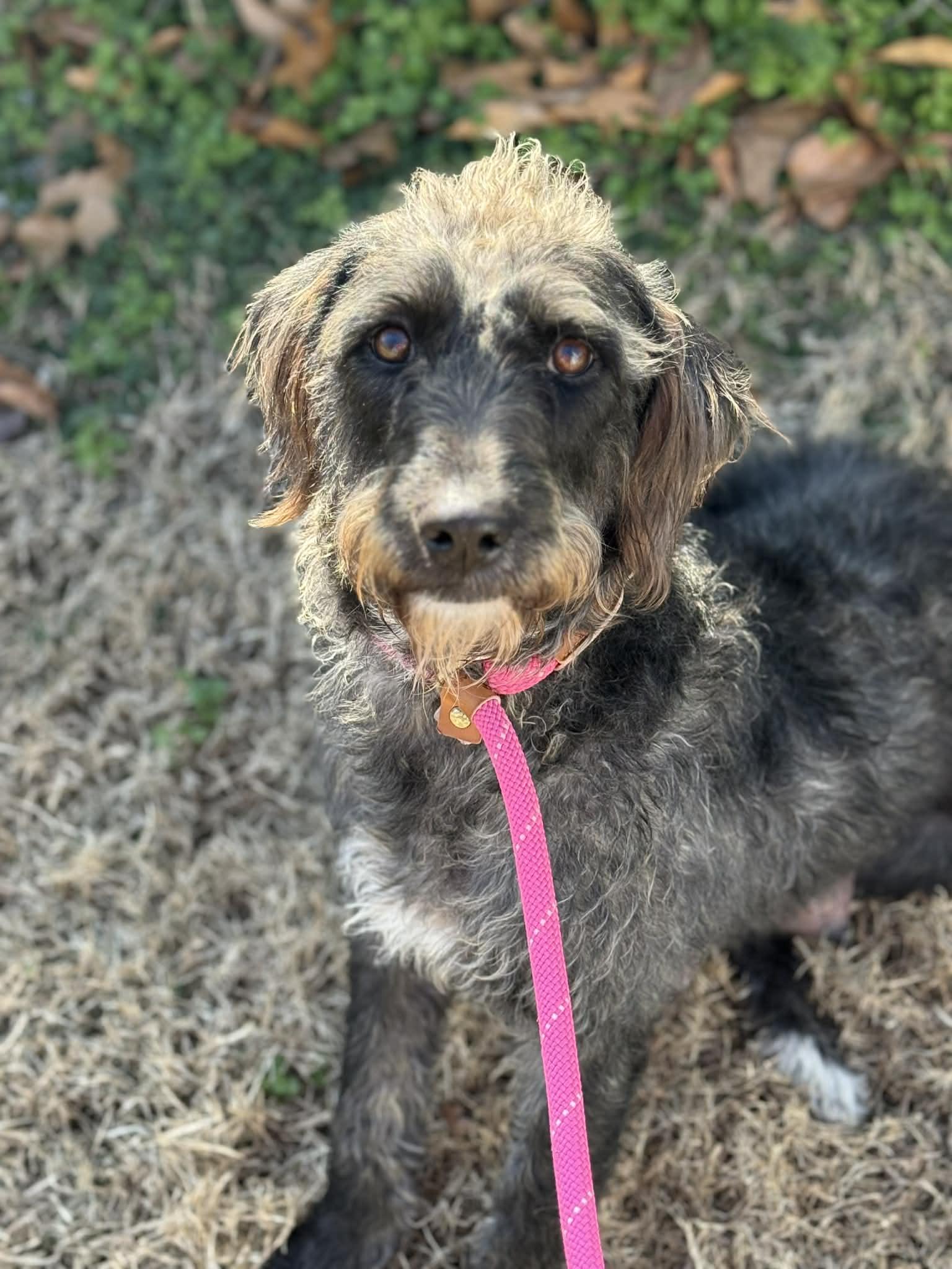 Enlarge Joyce, a ADOPTABLE Mixed Breed in Kenosha, WI image 6/6