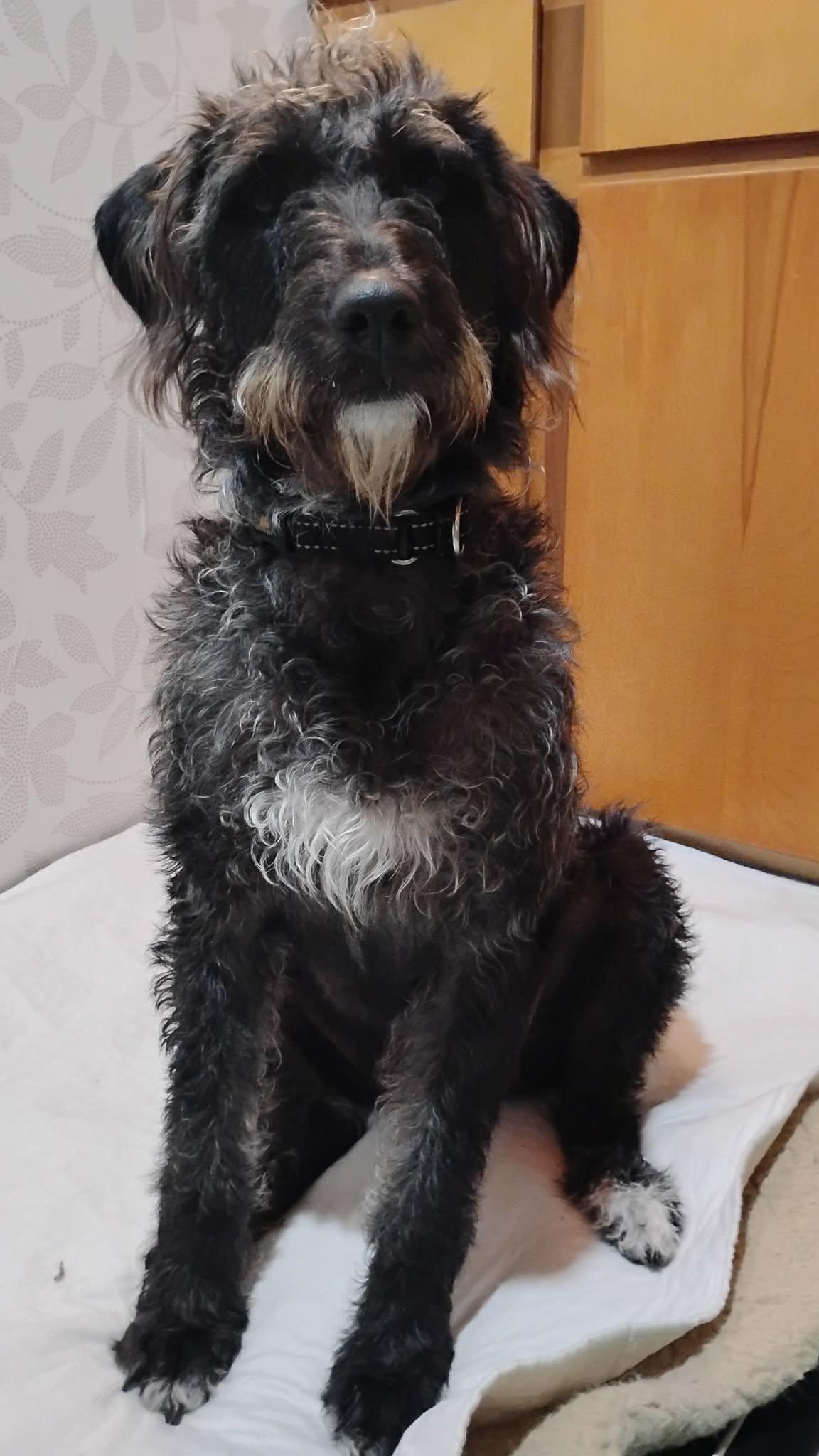 Enlarge Joyce, a ADOPTABLE Mixed Breed in Kenosha, WI image 1/6