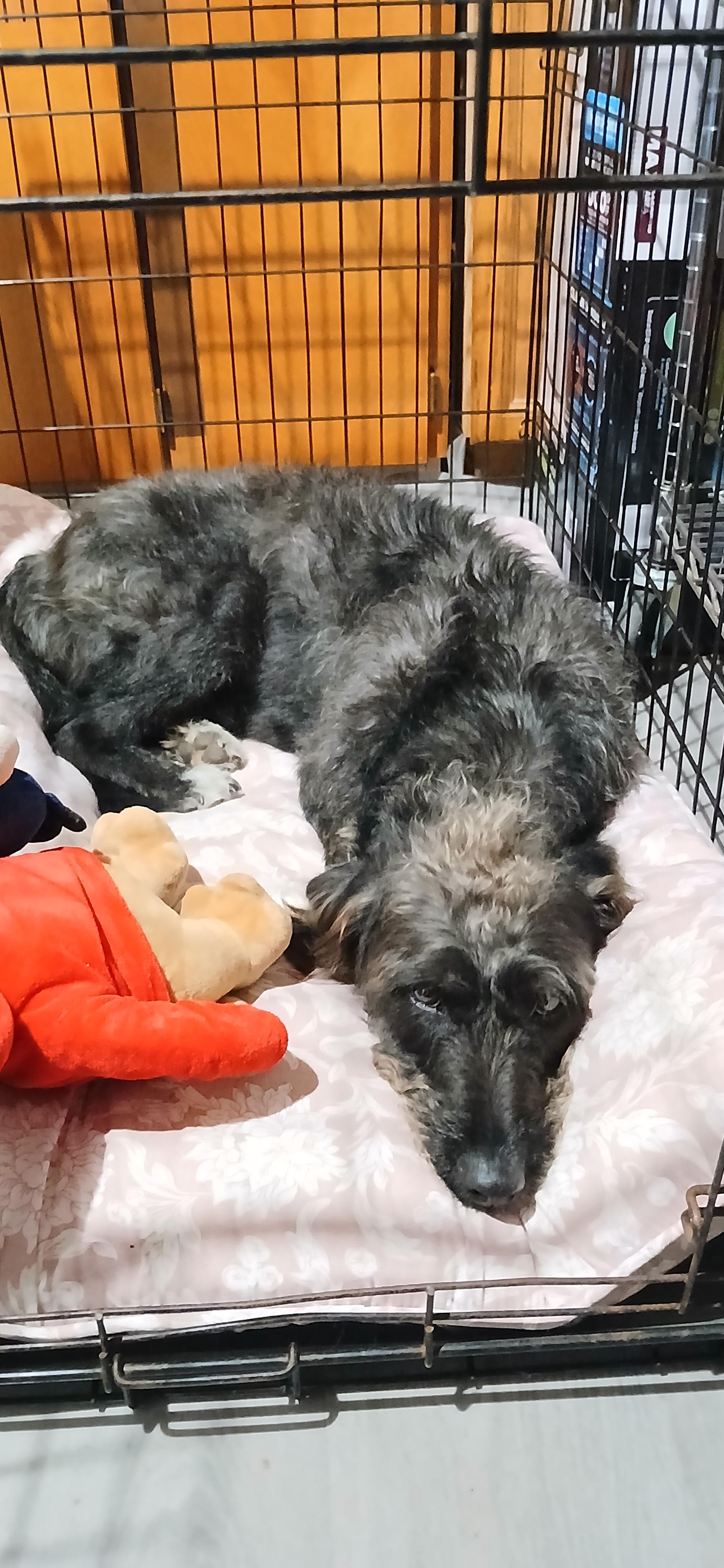 Enlarge Joyce, a ADOPTABLE Mixed Breed in Kenosha, WI image 4/6