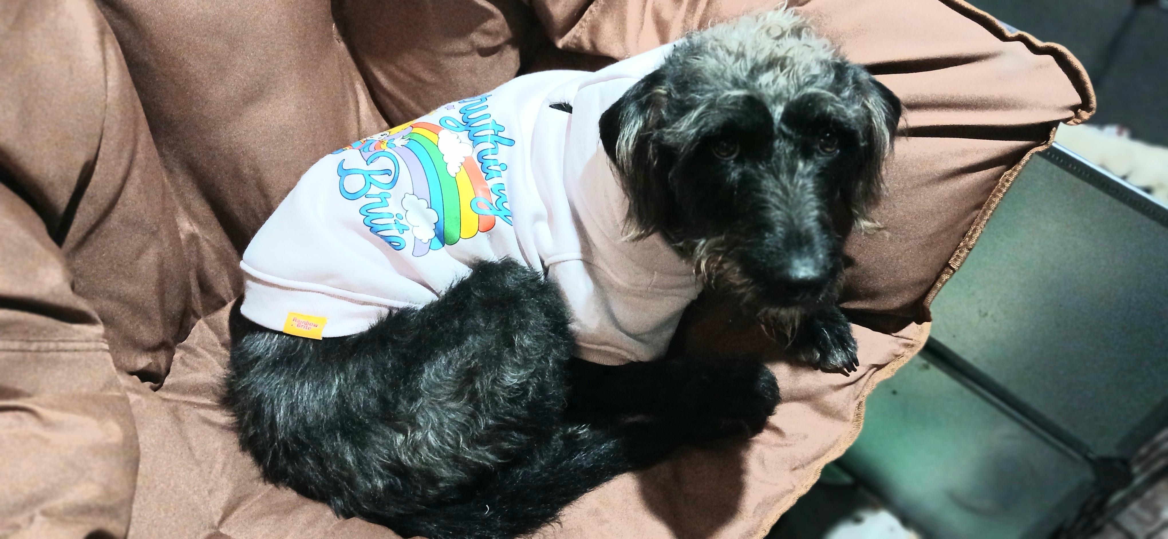 Enlarge Joyce, a ADOPTABLE Mixed Breed in Kenosha, WI image 5/6