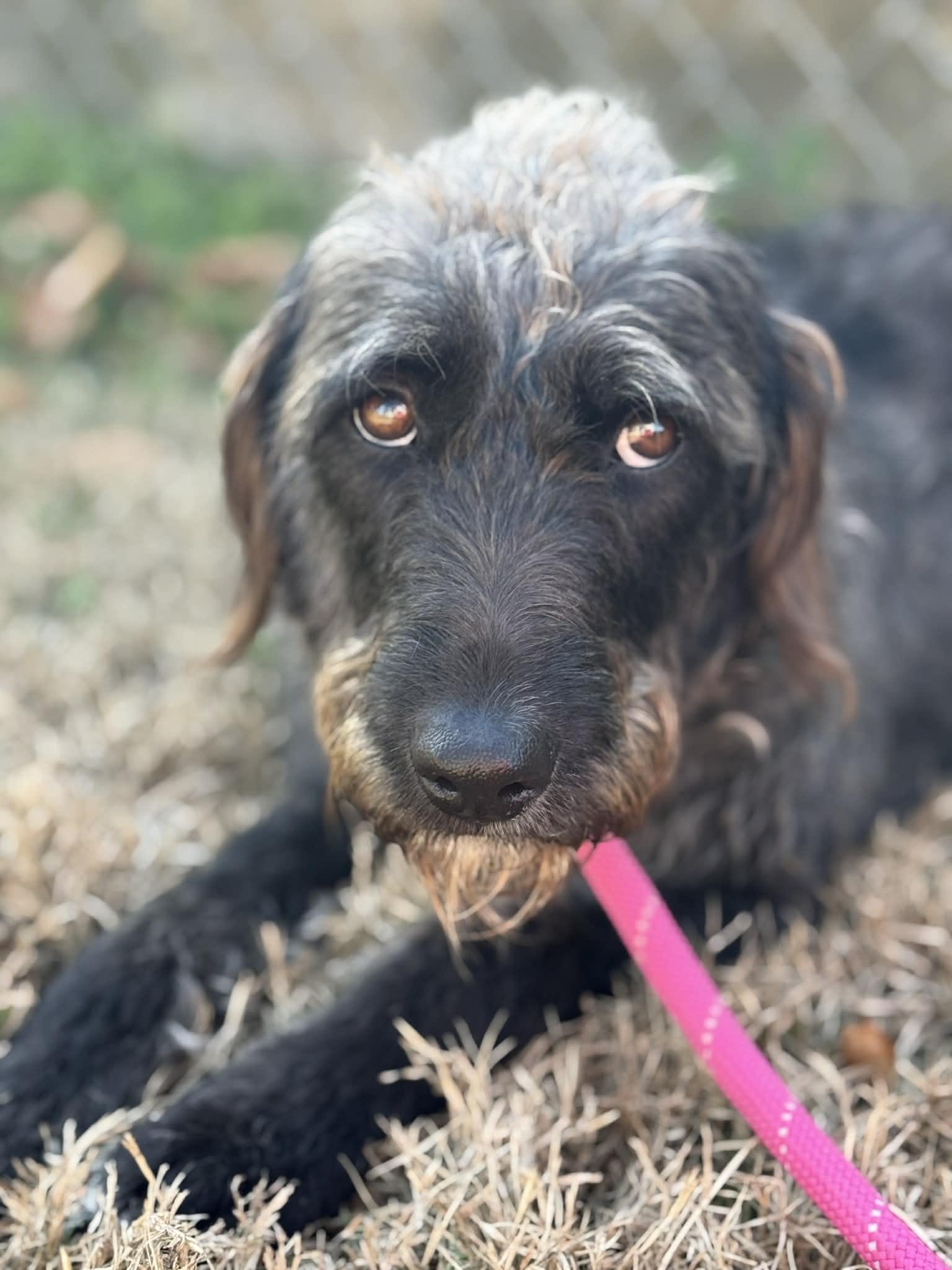 Enlarge Joyce, a ADOPTABLE Mixed Breed in Kenosha, WI image 2/6