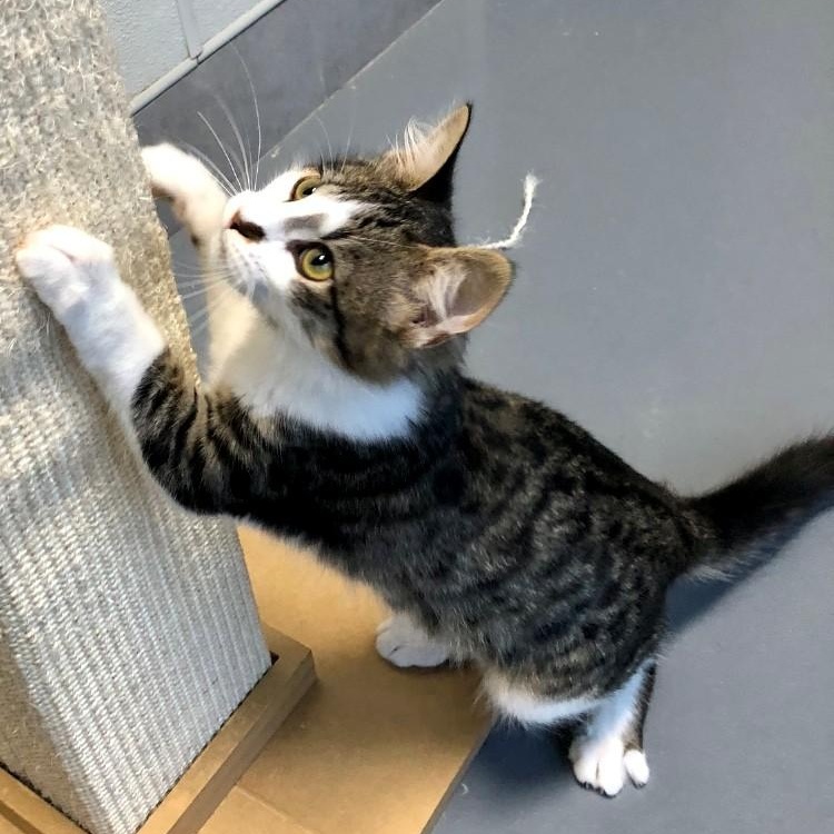 Donnie — thumbnail 4