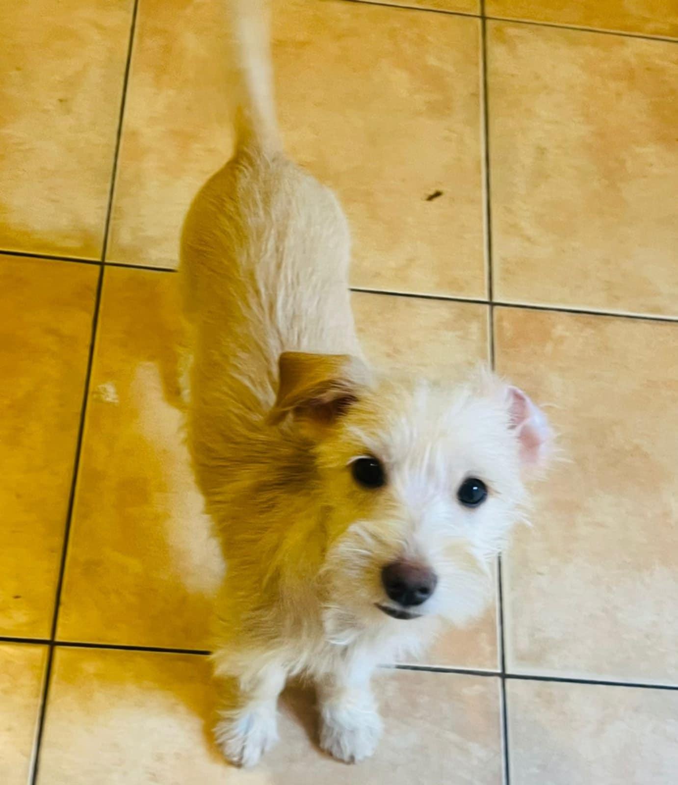 Latte, Adopted, Puppy Female Miniature Schnauzer & Terrier.