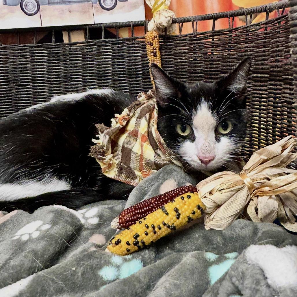 Husker, Adoptable, Adult Male Domestic Short Hair.