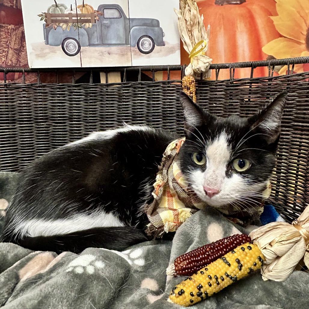 Husker, a Adoptable Domestic Short Hair in Henderson, NV image 2/3