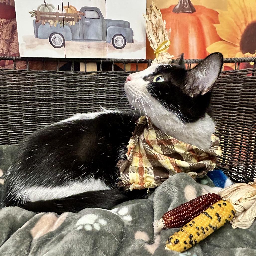 Husker, a Adoptable Domestic Short Hair in Henderson, NV image 3/3