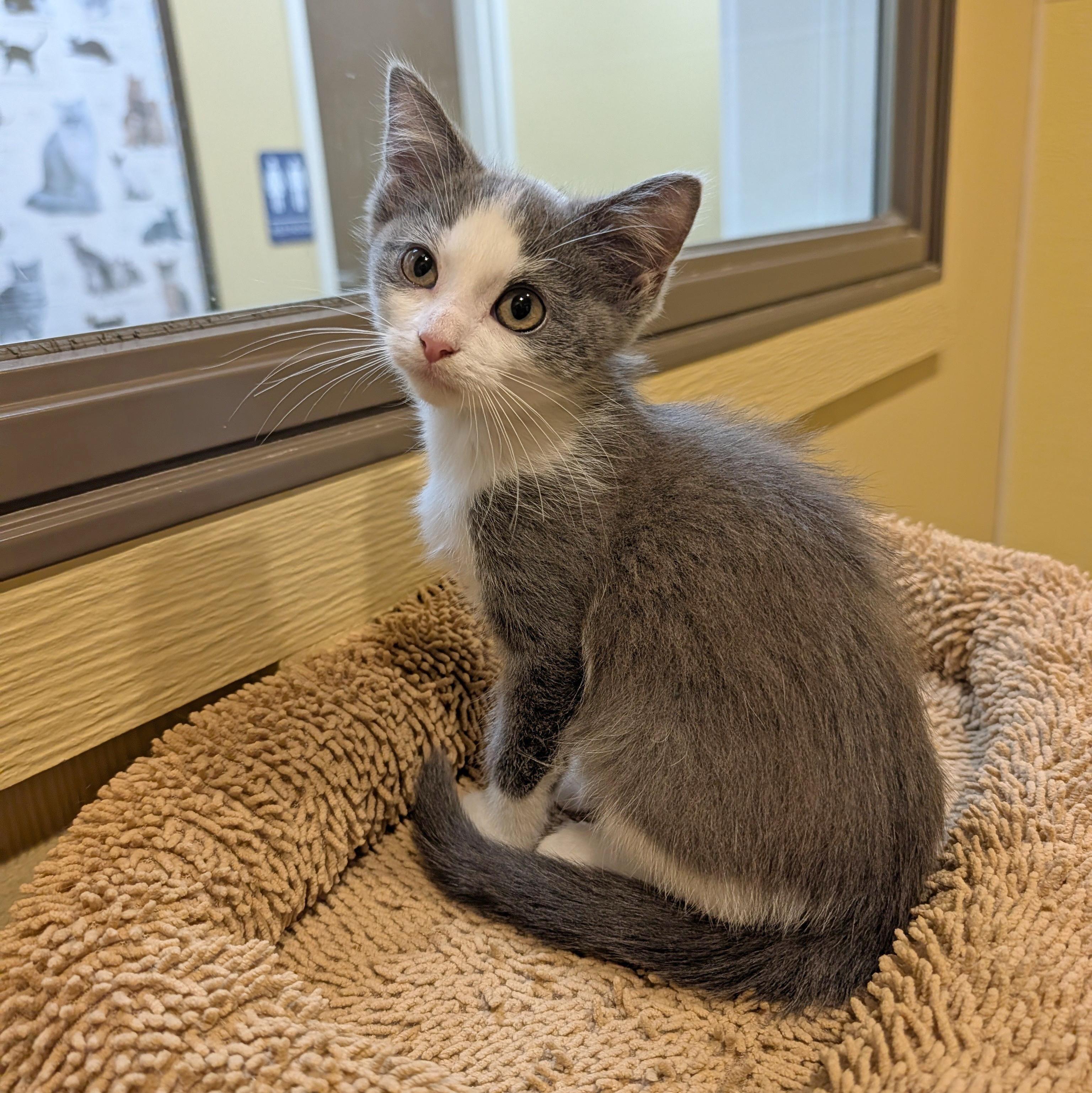 Enlarge Audey, a Adoptable Domestic Short Hair in Accident, MD image 2/6