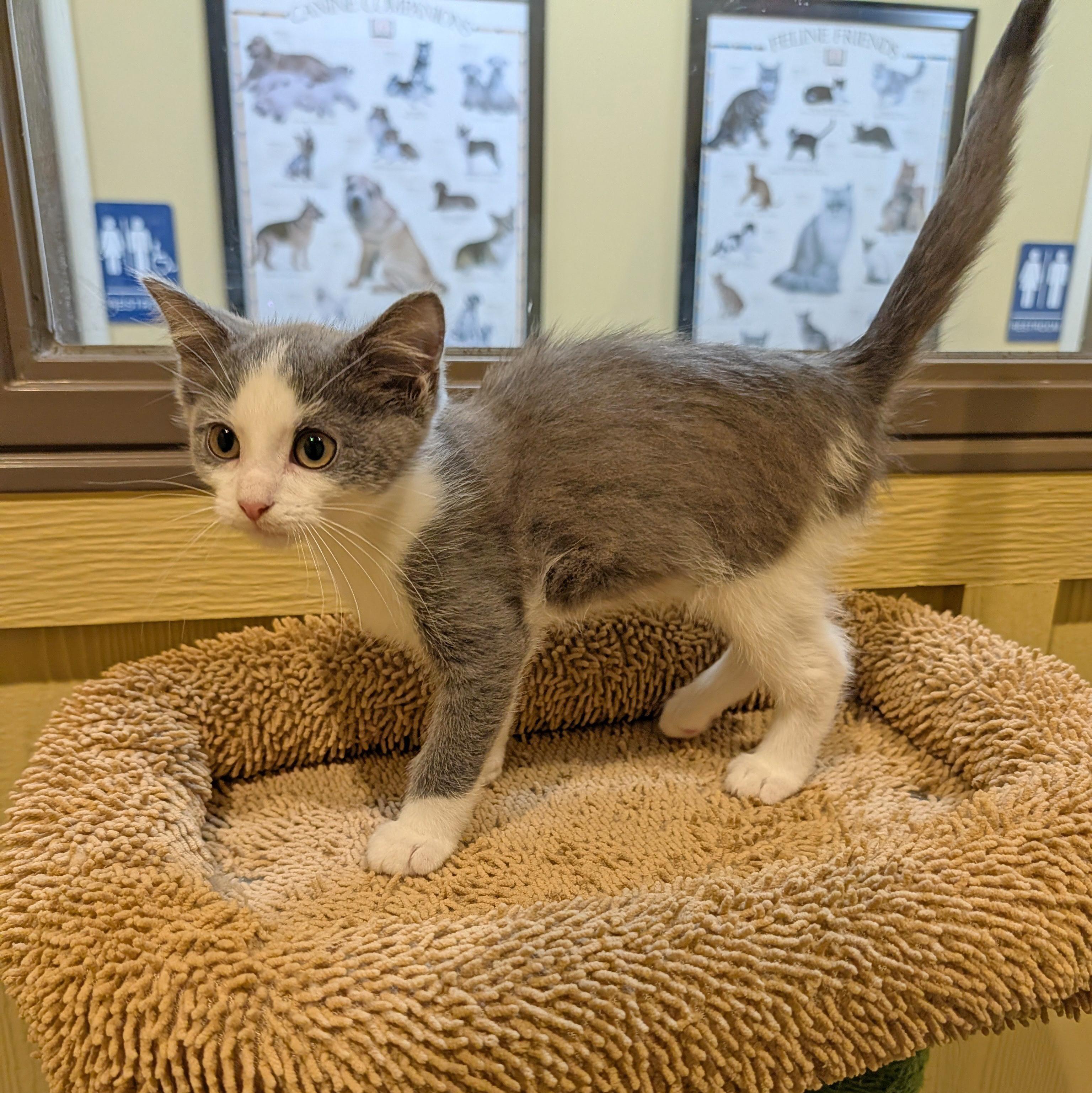 Enlarge Audey, a Adoptable Domestic Short Hair in Accident, MD image 6/6