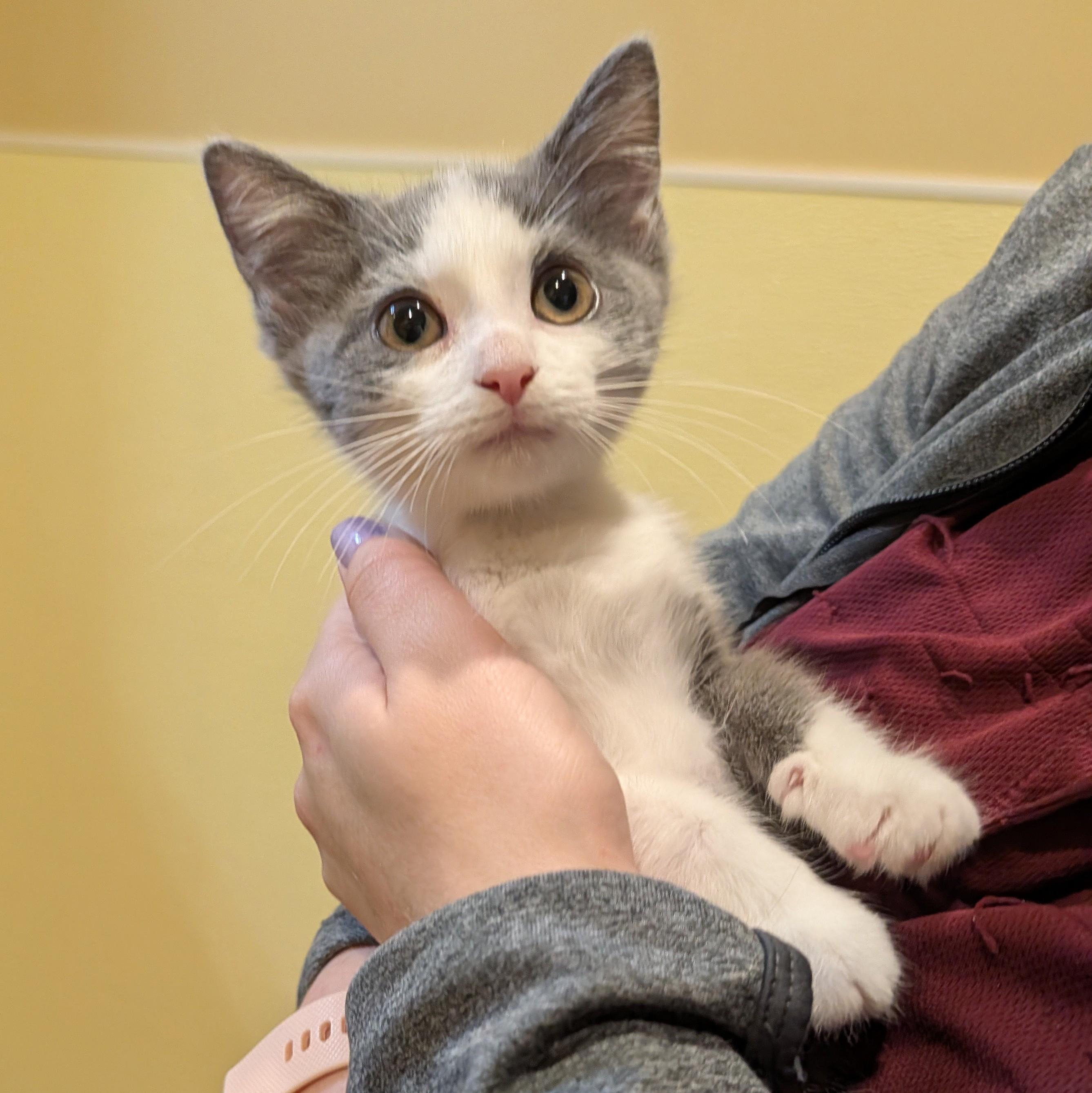 Audey, Adoptable, Kitten Male Domestic Short Hair.