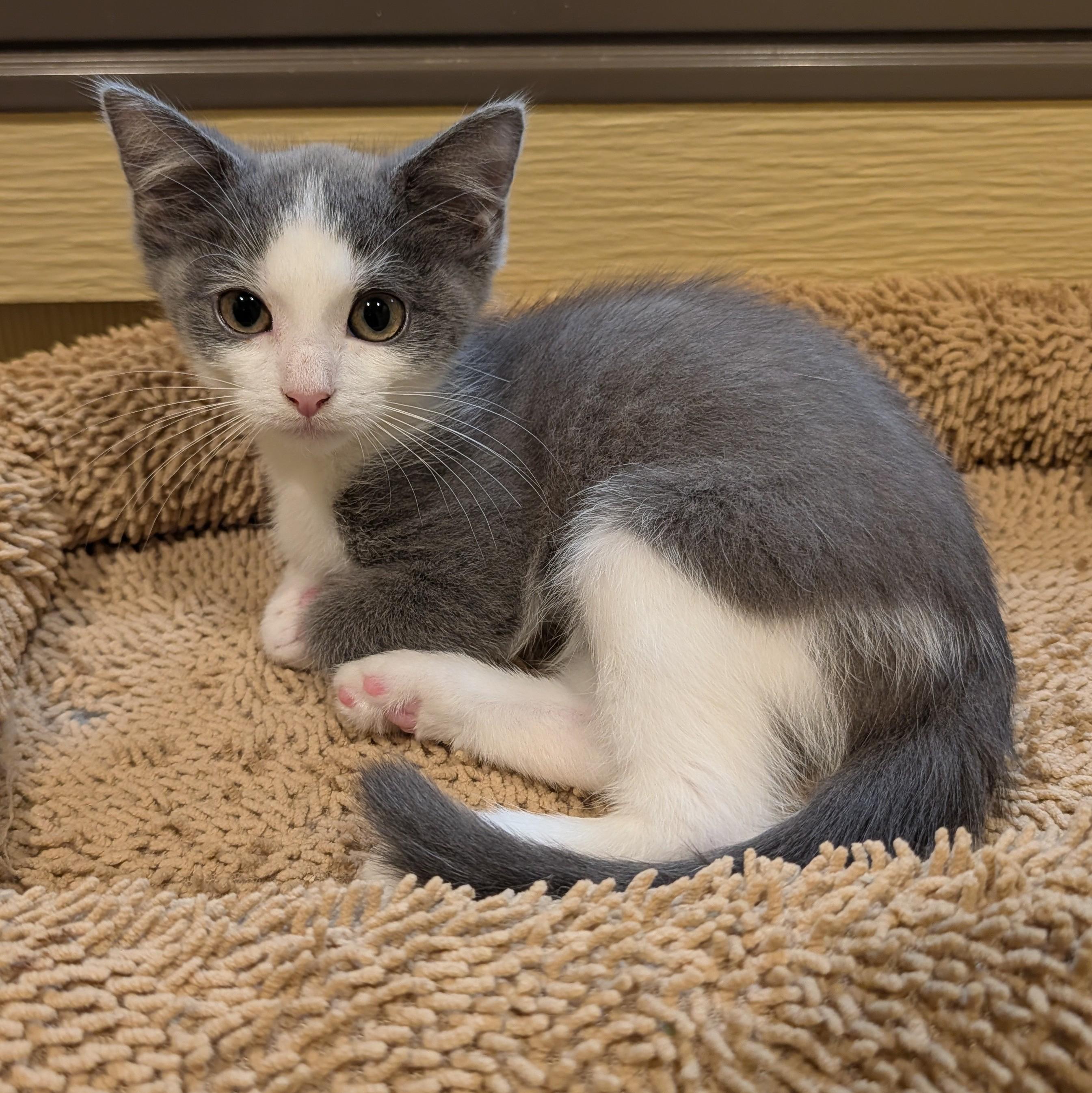 Enlarge Audey, a Adoptable Domestic Short Hair in Accident, MD image 3/6