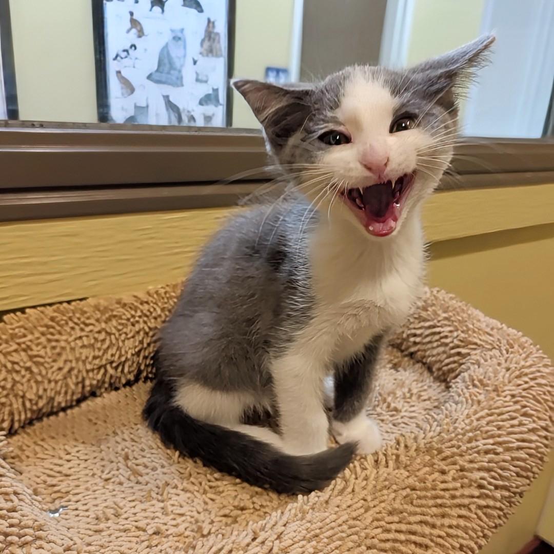 Enlarge Audey, a Adoptable Domestic Short Hair in Accident, MD image 5/6