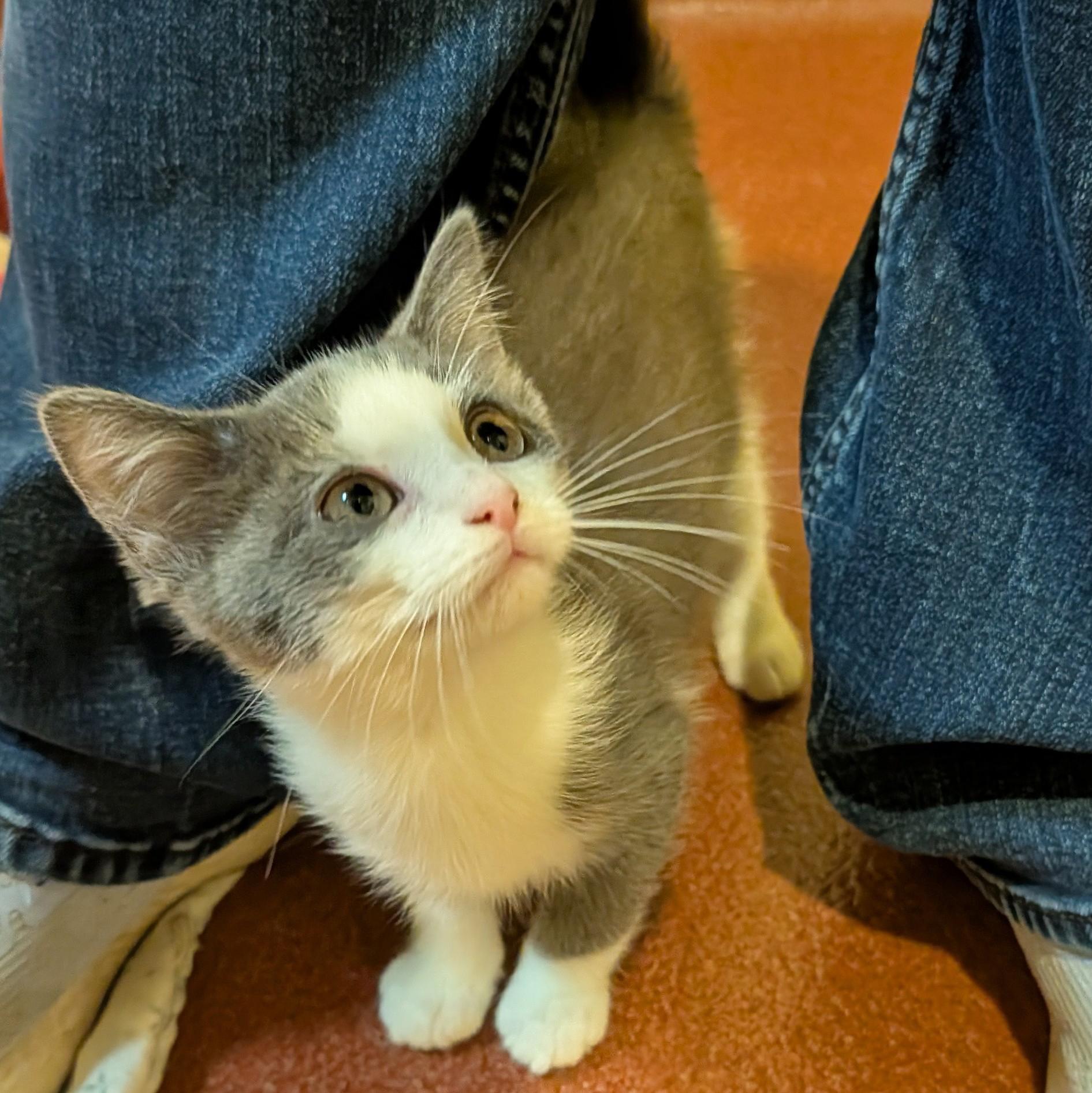 Enlarge Audey, a Adoptable Domestic Short Hair in Accident, MD image 4/6