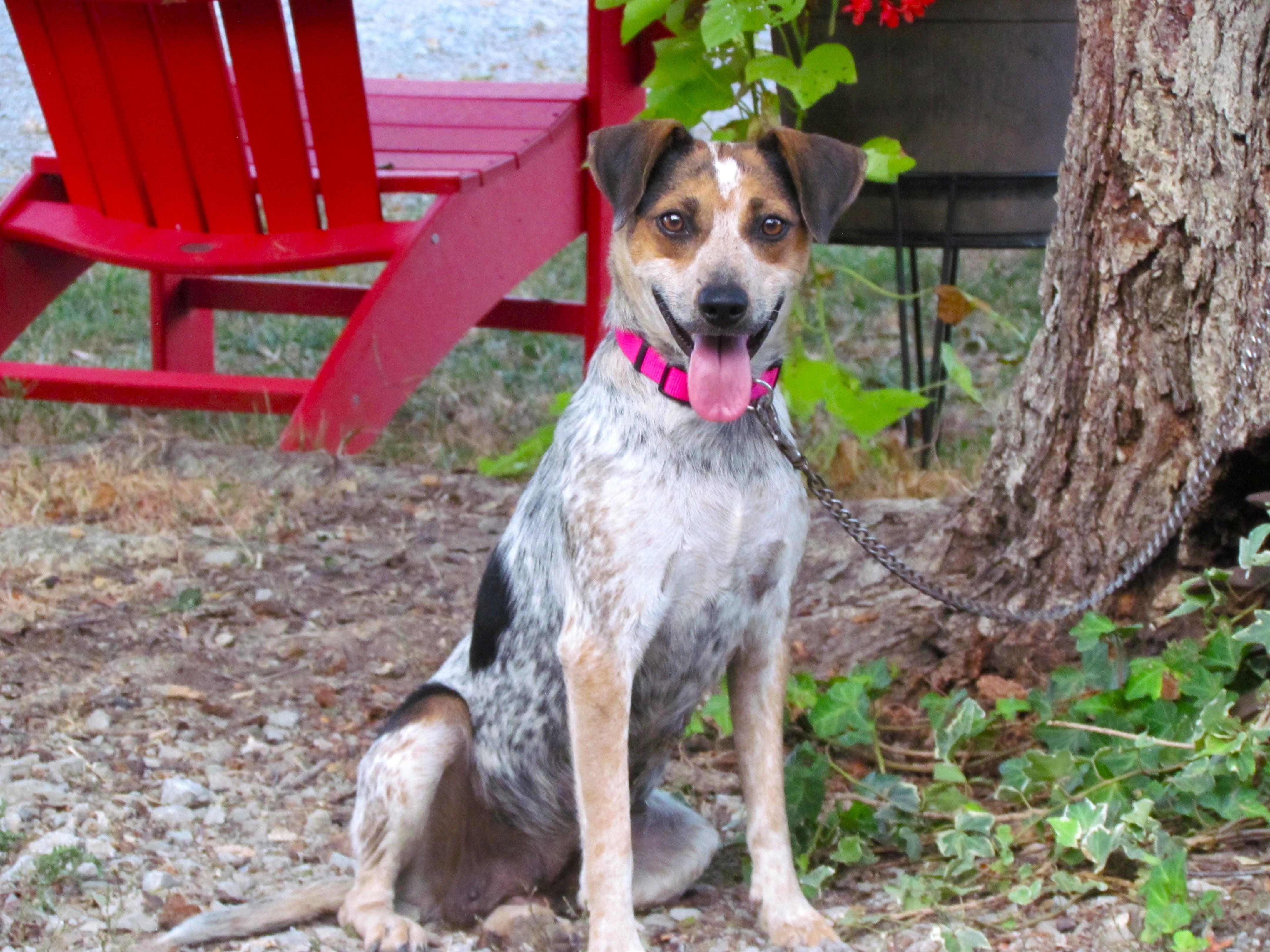 Enlarge Margo, a ADOPTABLE mixed breed in Medfield, MA image 1/4