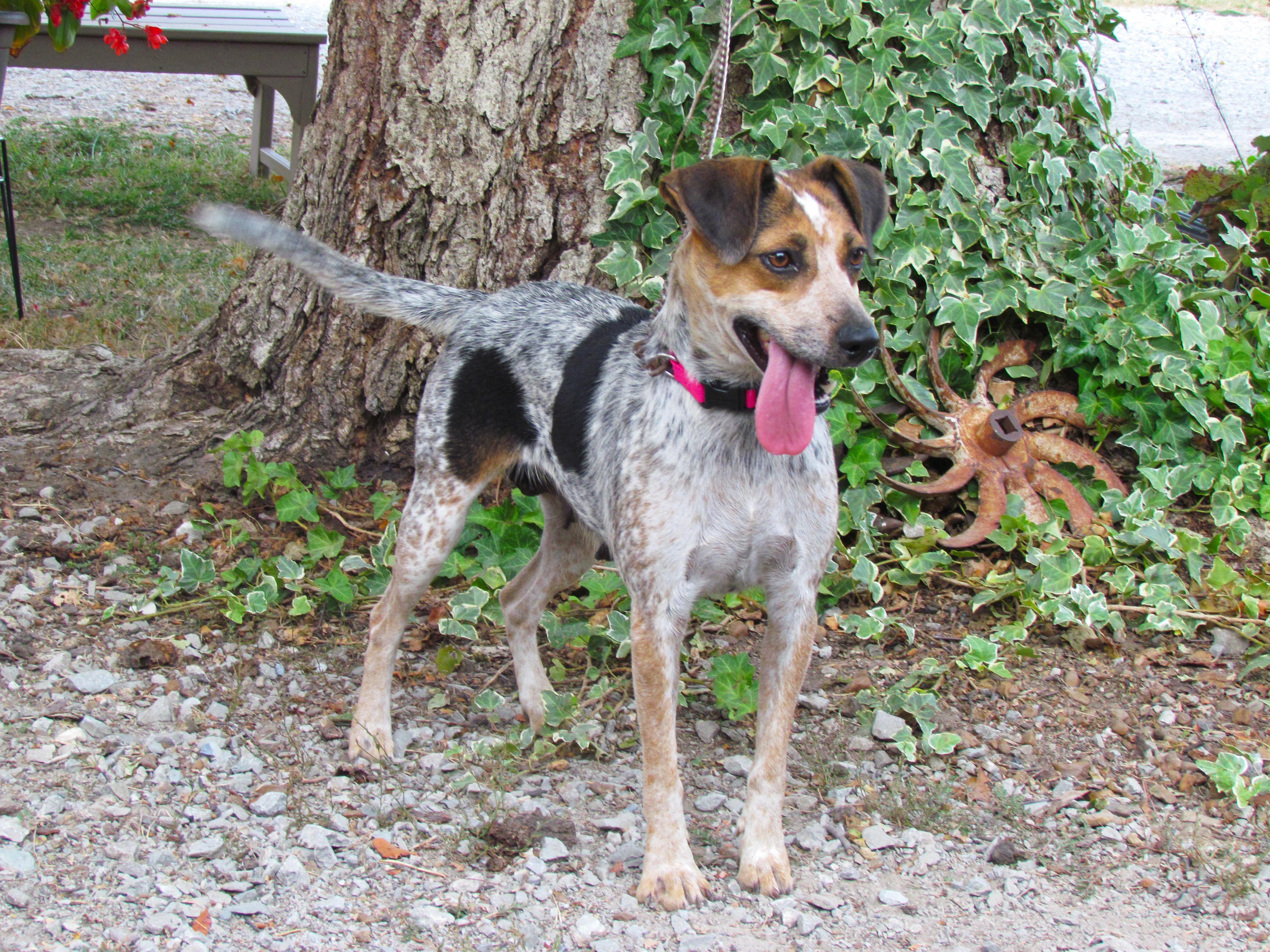 Enlarge Margo, a ADOPTABLE mixed breed in Medfield, MA image 2/4