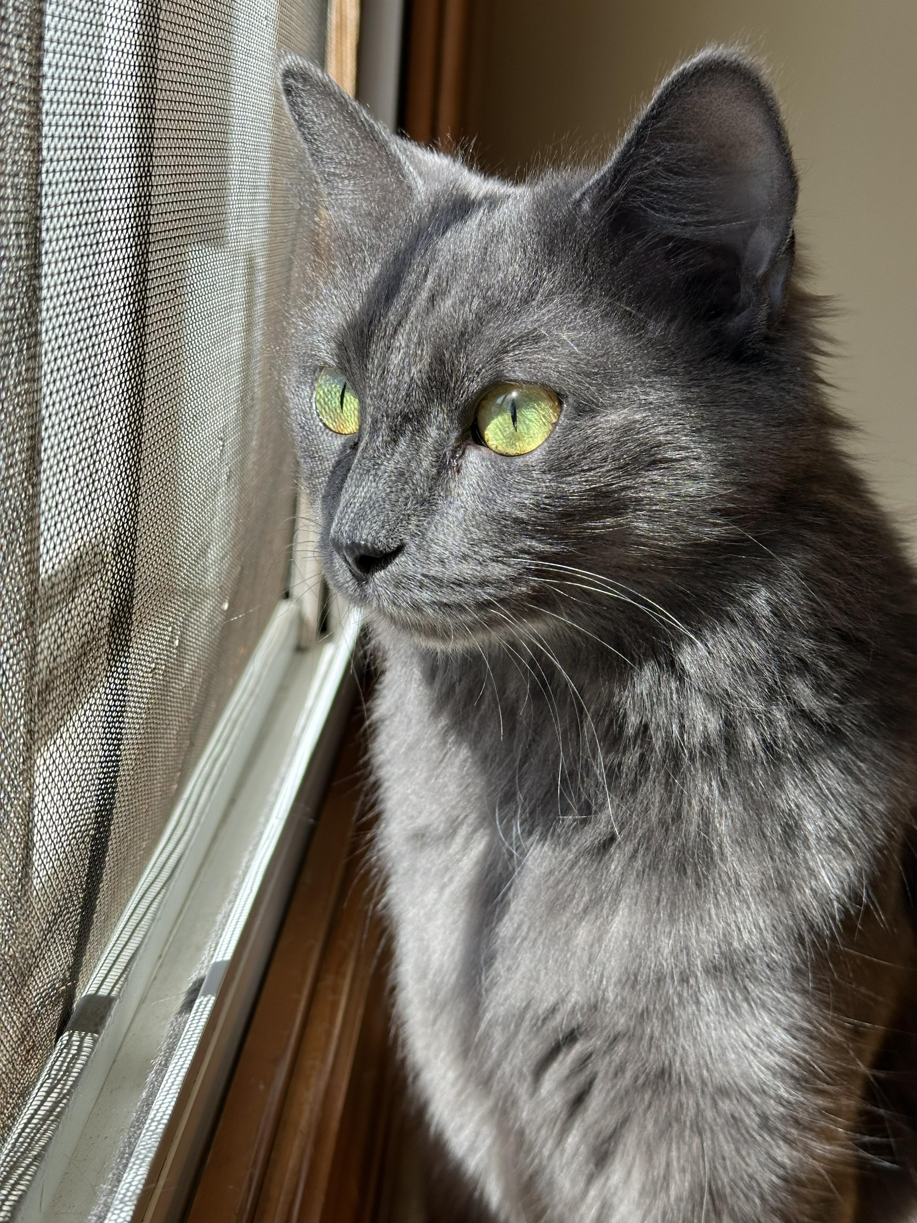 Enlarge Kiwi, an adopted Domestic Medium Hair in Crystal Lake, IL image 6/6