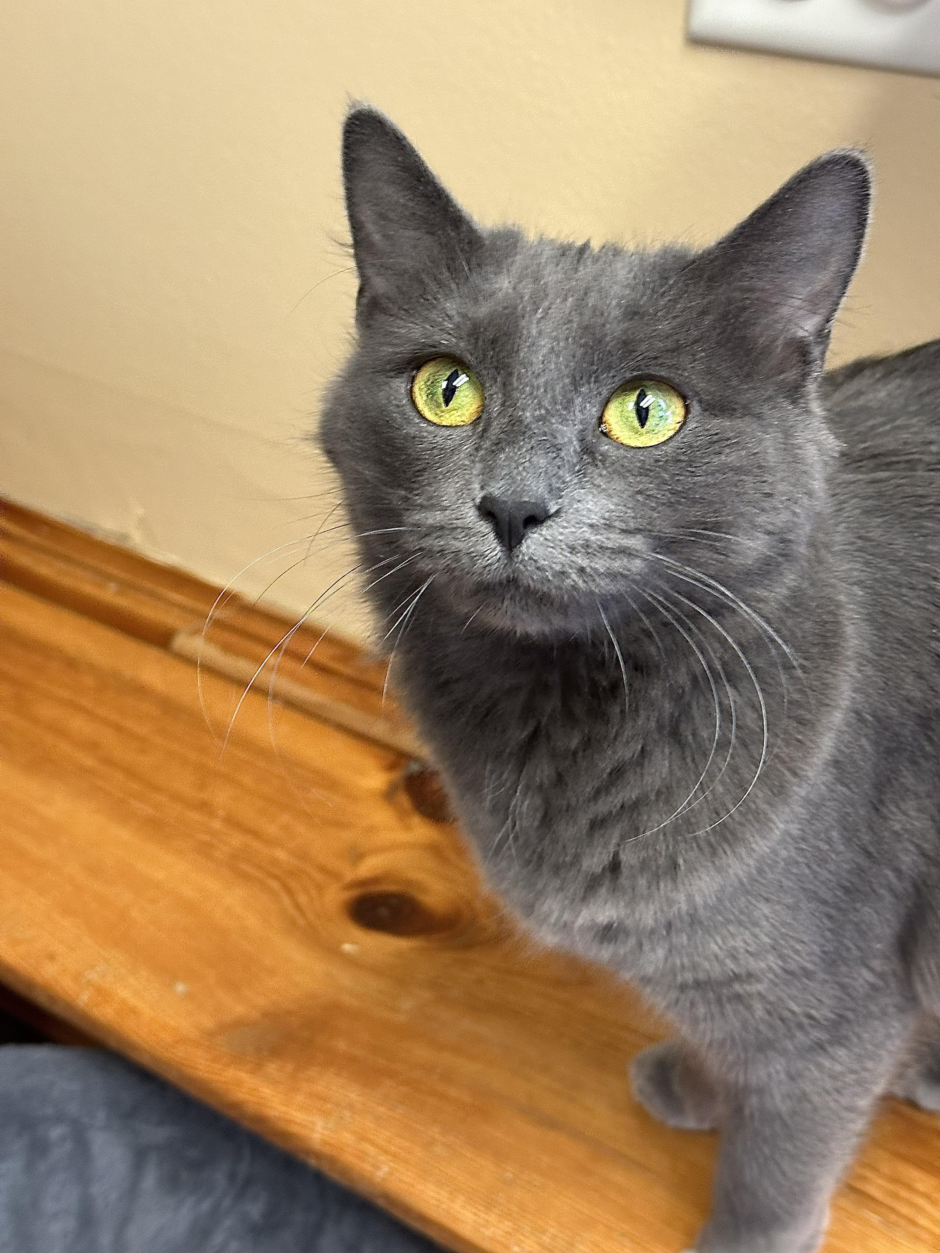Enlarge Kiwi, an adopted Domestic Medium Hair in Crystal Lake, IL image 4/6