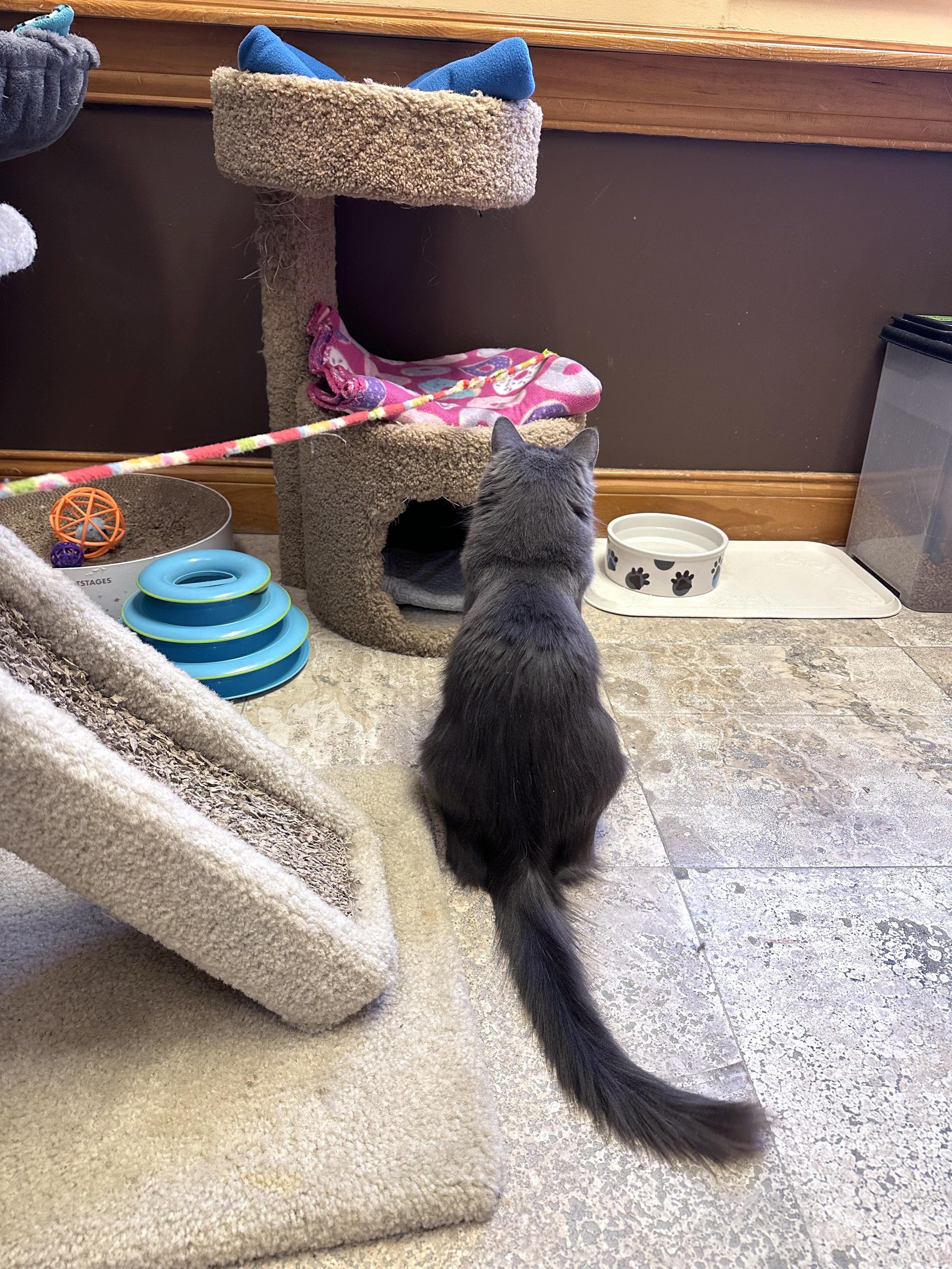 Enlarge Kiwi, an adopted Domestic Medium Hair in Crystal Lake, IL image 5/6