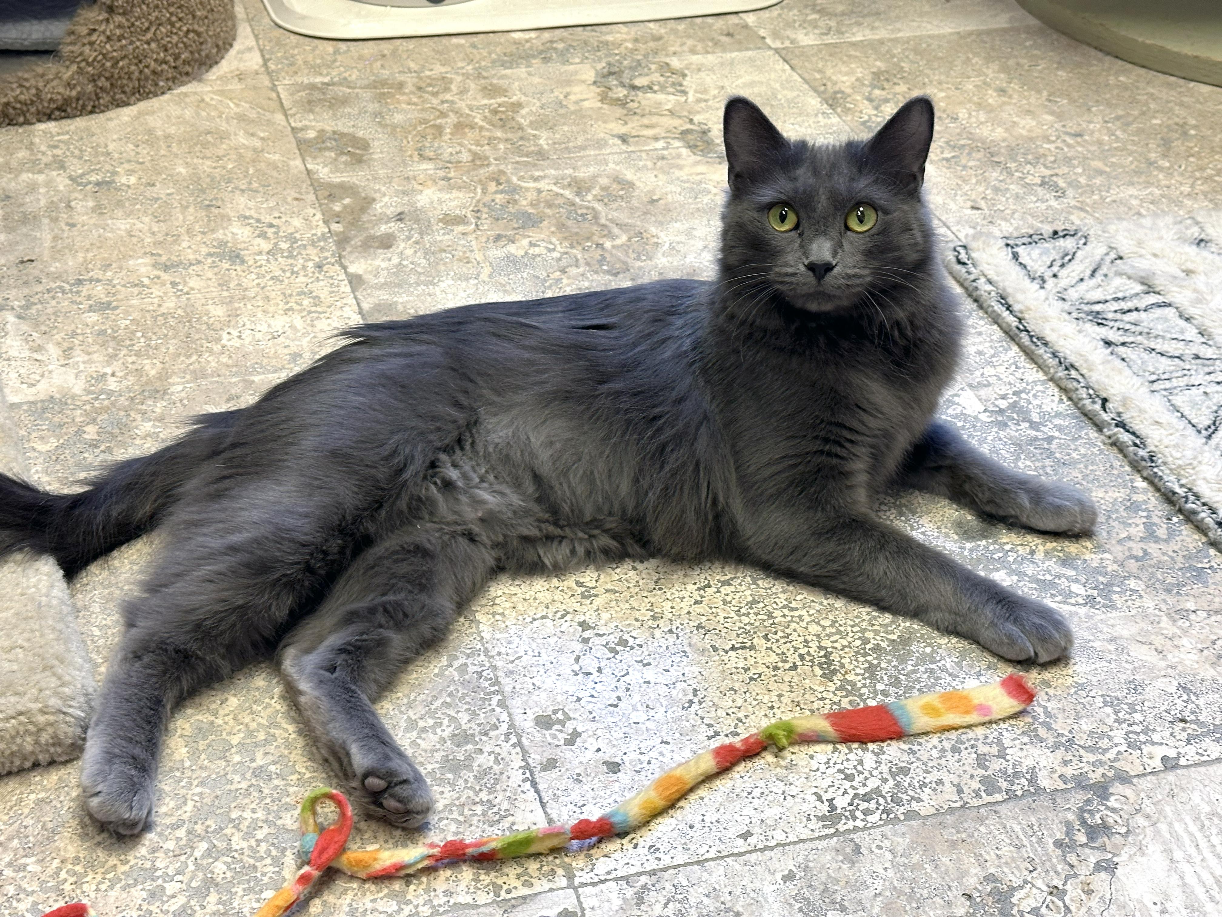 Enlarge Kiwi, an adopted Domestic Medium Hair in Crystal Lake, IL image 3/6