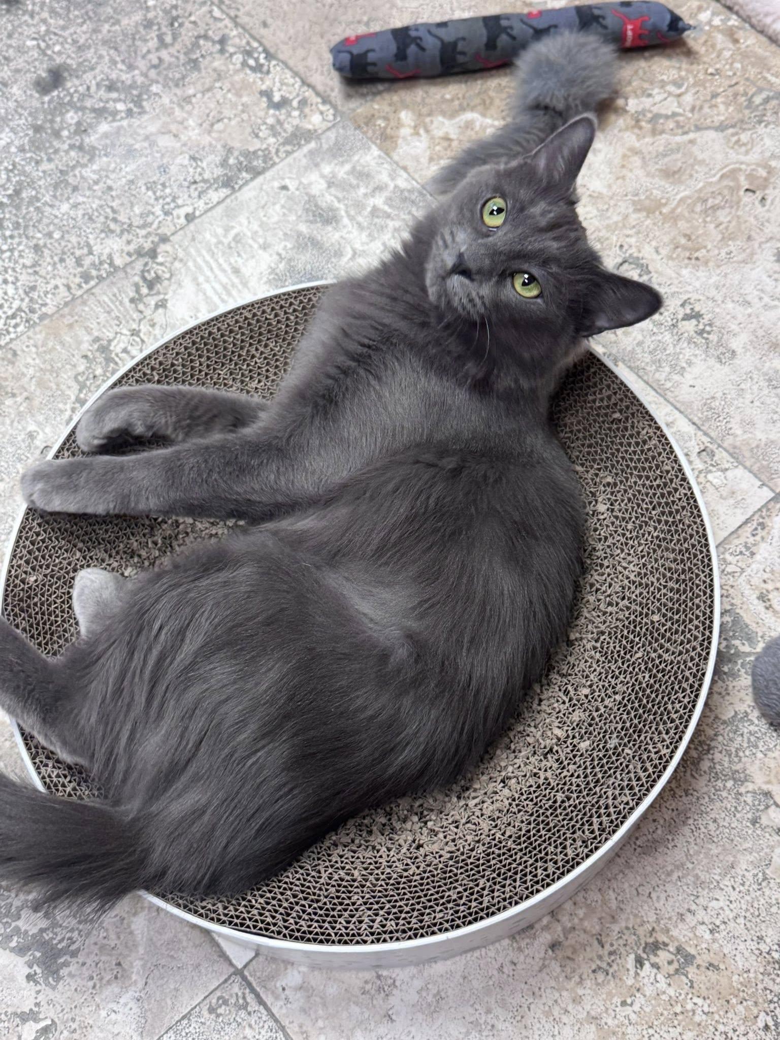 Enlarge Kiwi, an adopted Domestic Medium Hair in Crystal Lake, IL image 2/6