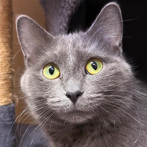 Kiwi, adopted, Young Female Domestic Medium Hair.