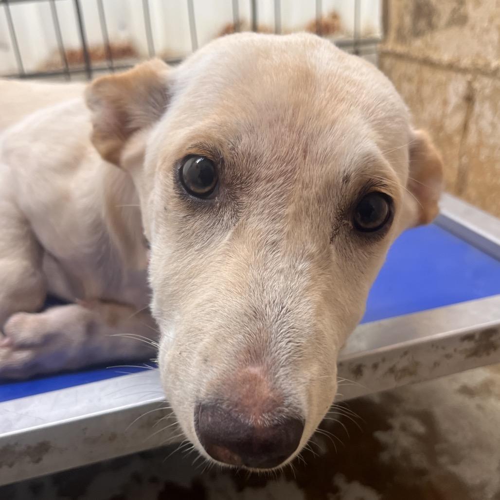 Enlarge Willow (Navajo), a Adoptable mixed breed in Clarksville, AR image 1/6