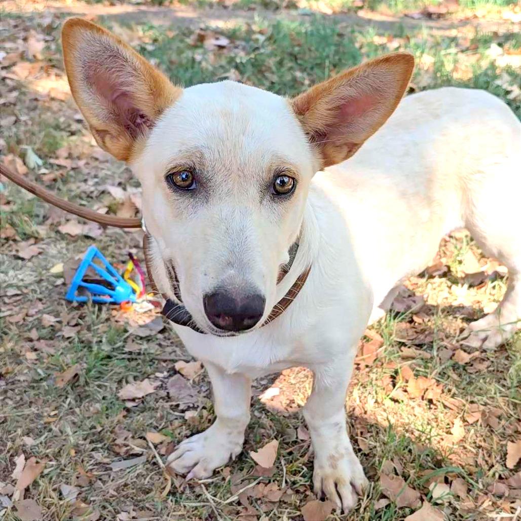 Enlarge Willow (Navajo), a Adoptable mixed breed in Clarksville, AR image 2/6
