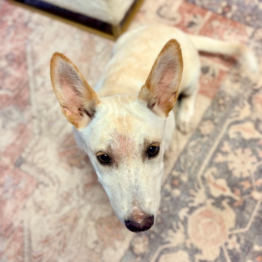 Willow (Navajo), Adoptable, Puppy Female Corgi & Mixed Breed.
