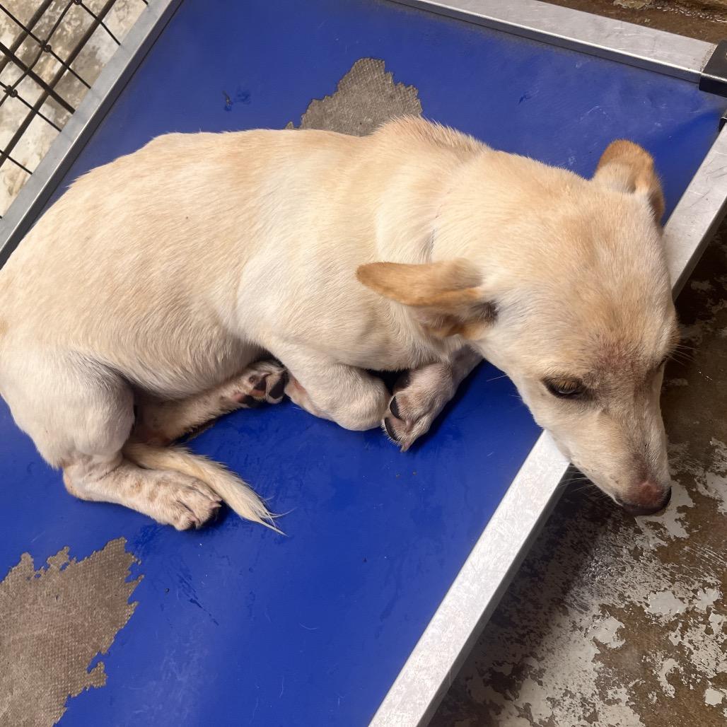 Enlarge Willow (Navajo), a Adoptable mixed breed in Clarksville, AR image 4/6