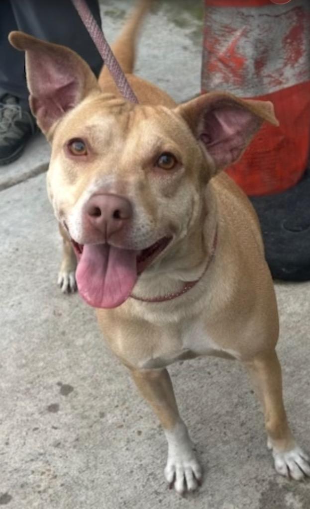 Holly, Adoptable, Adult Female Terrier.