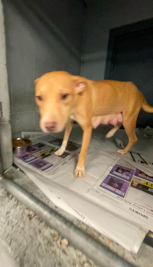 Enlarge Holly, a Adoptable mixed breed in Greenwood, MS image 2/4