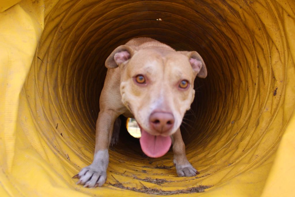 Enlarge Holly, a Adoptable mixed breed in Greenwood, MS image 3/4