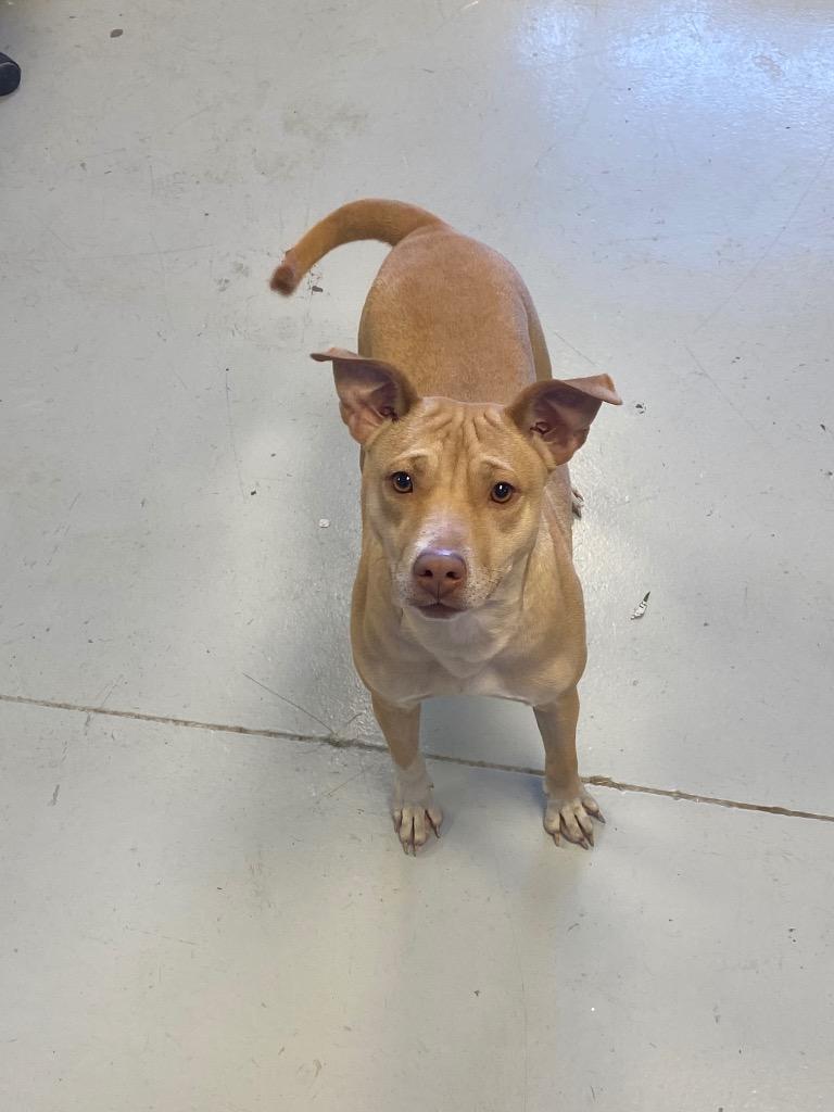 Enlarge Holly, a Adoptable mixed breed in Greenwood, MS image 4/4