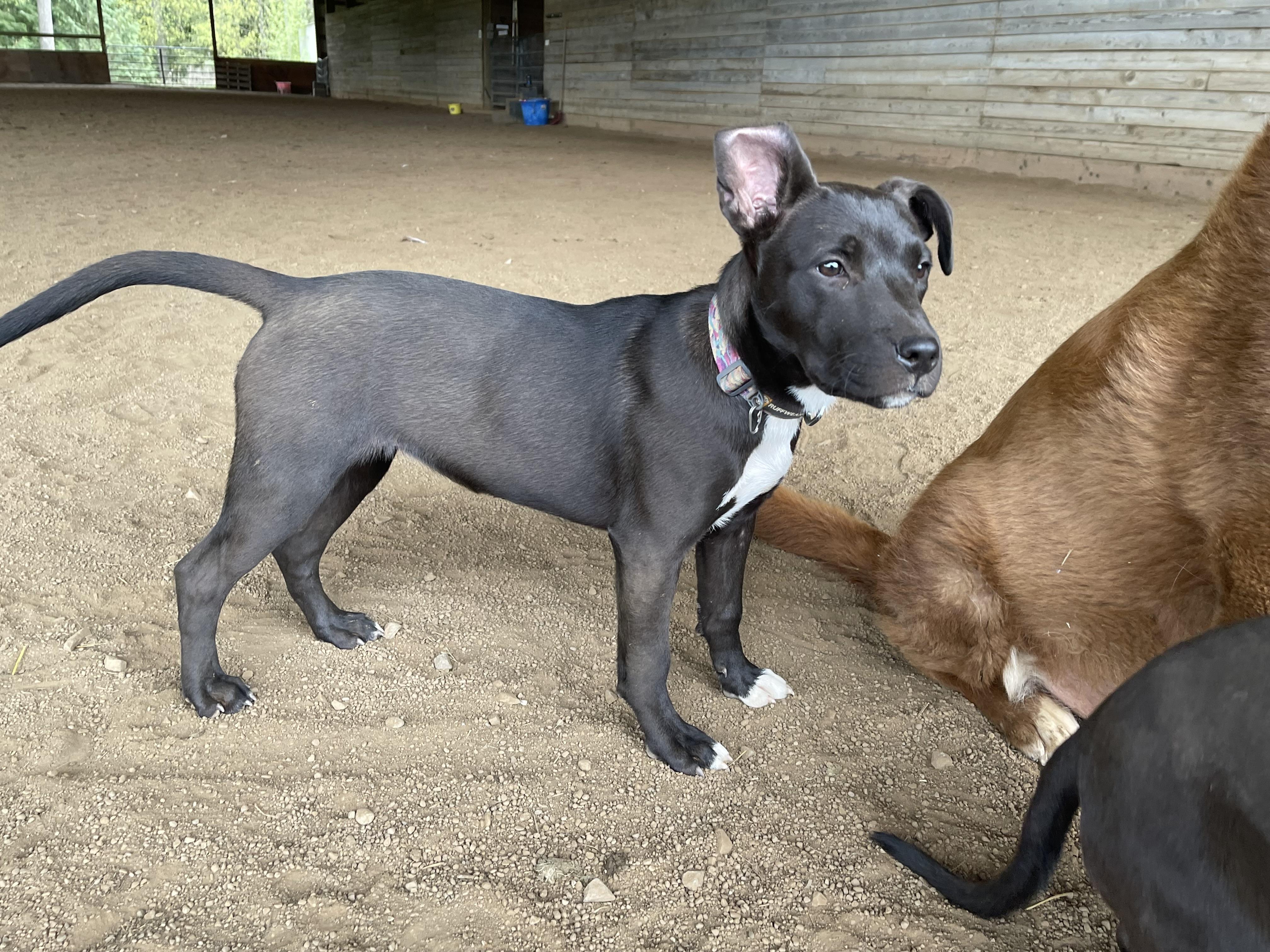 LEXI, an adopted mixed breed in Portland , OR image 5/6