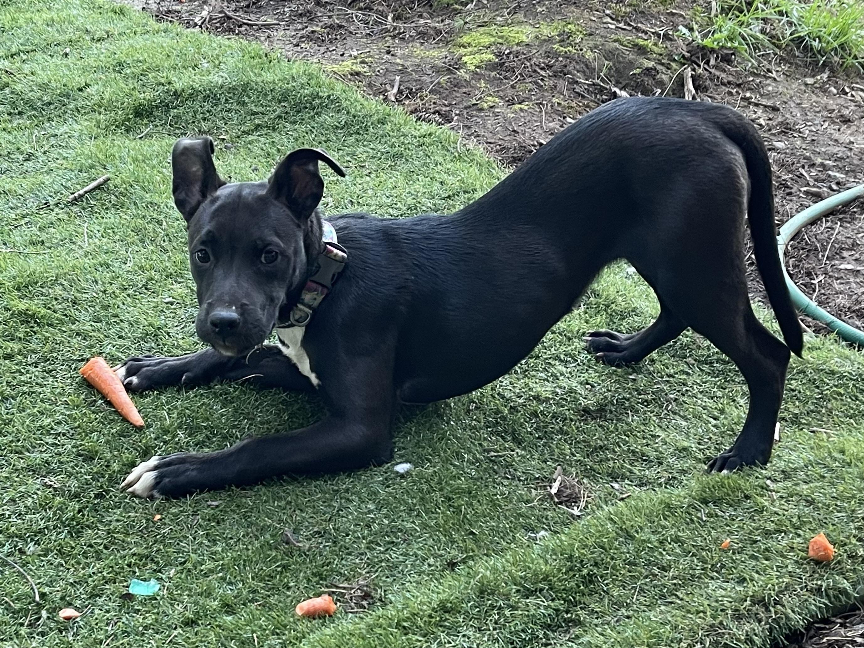 LEXI, an adopted mixed breed in Portland , OR image 3/6
