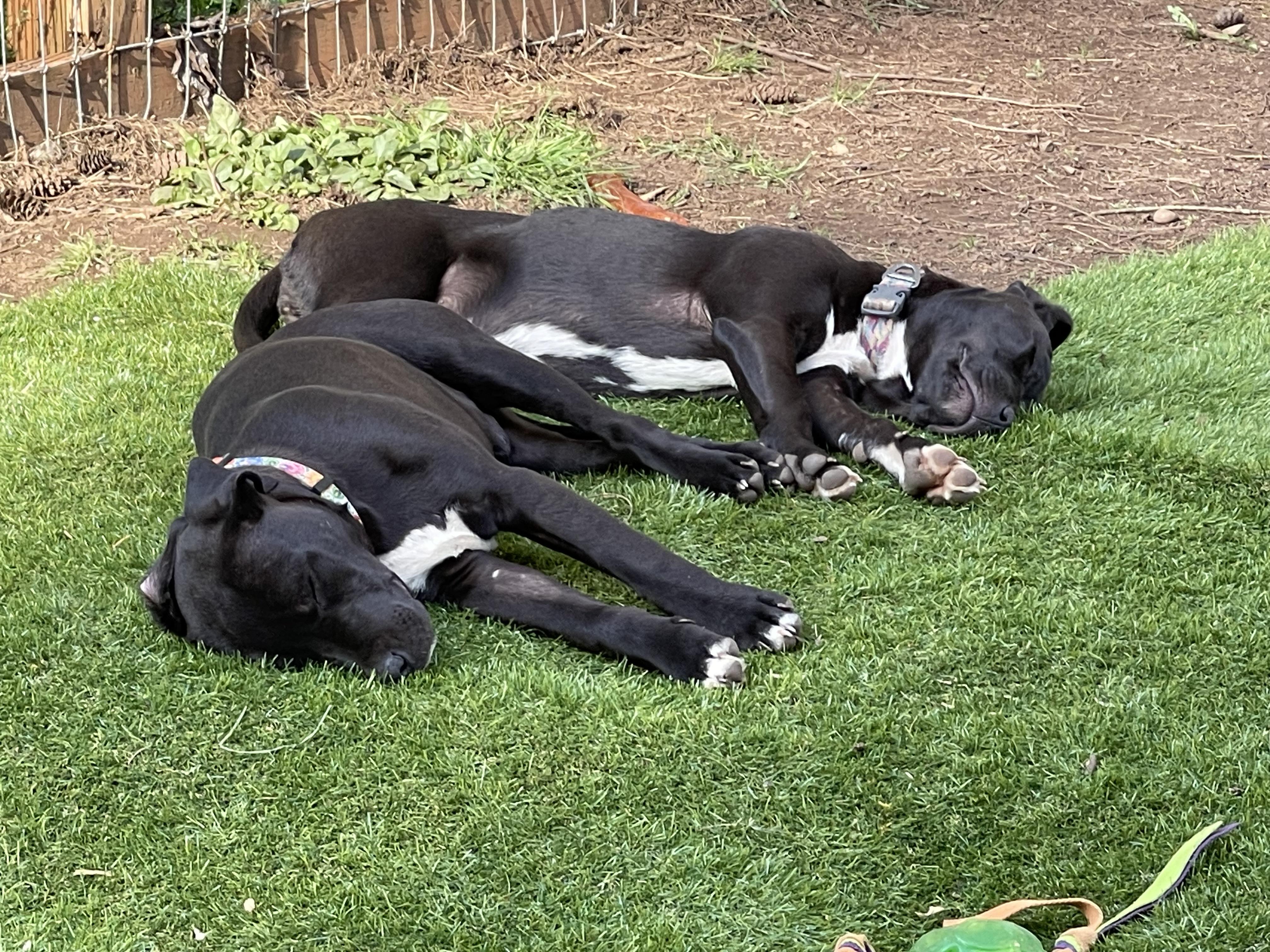 LEXI, an adopted mixed breed in Portland , OR image 4/6