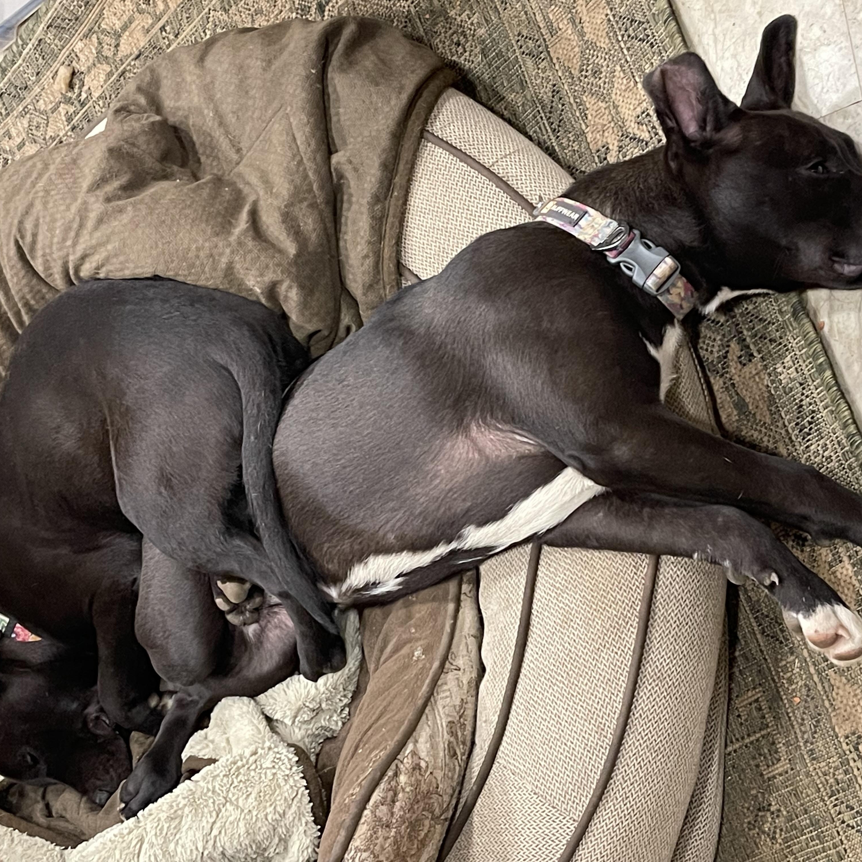 LEXI, an adopted mixed breed in Portland , OR image 6/6