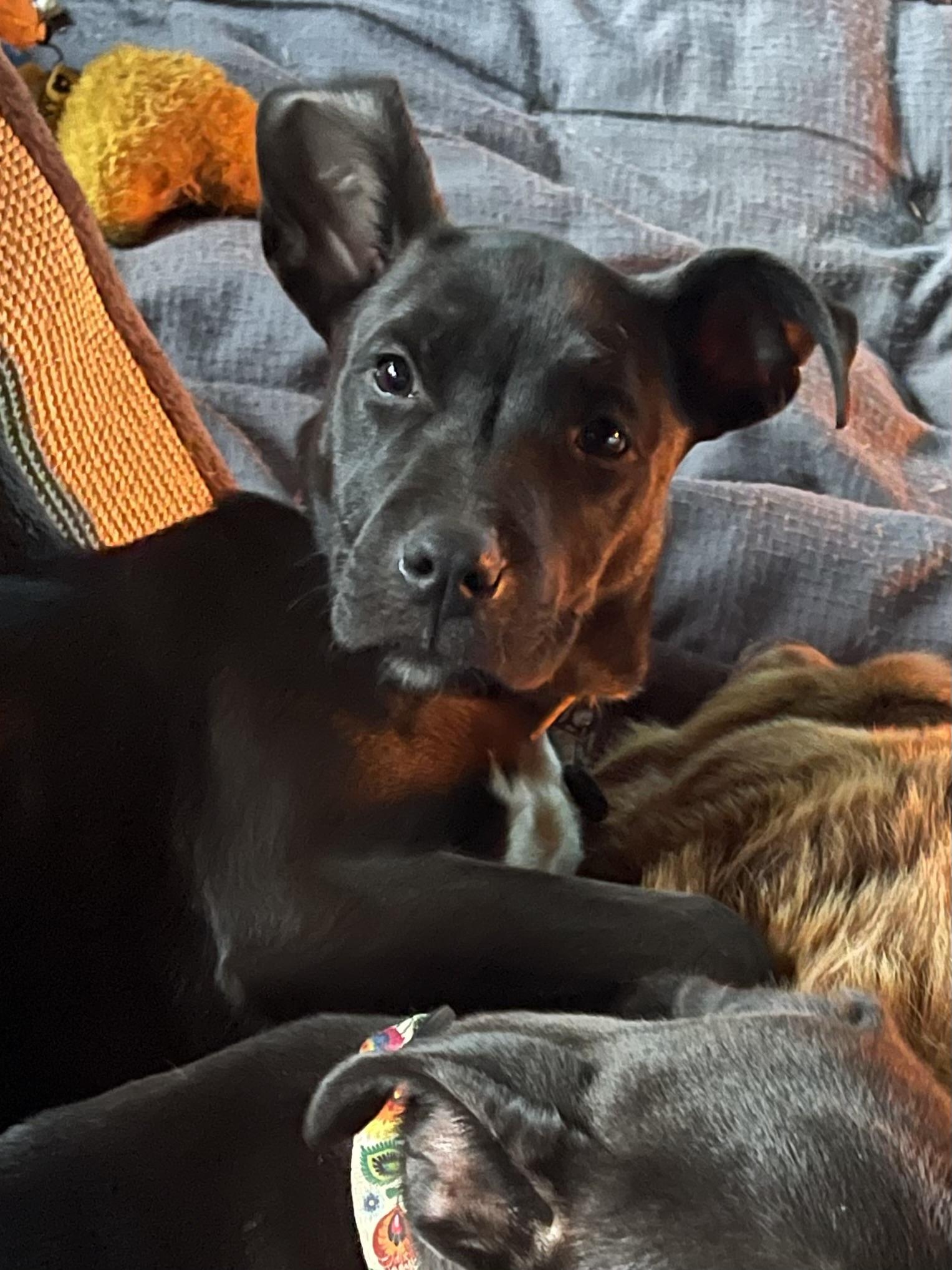 LEXI, an adopted mixed breed in Portland , OR image 1/6