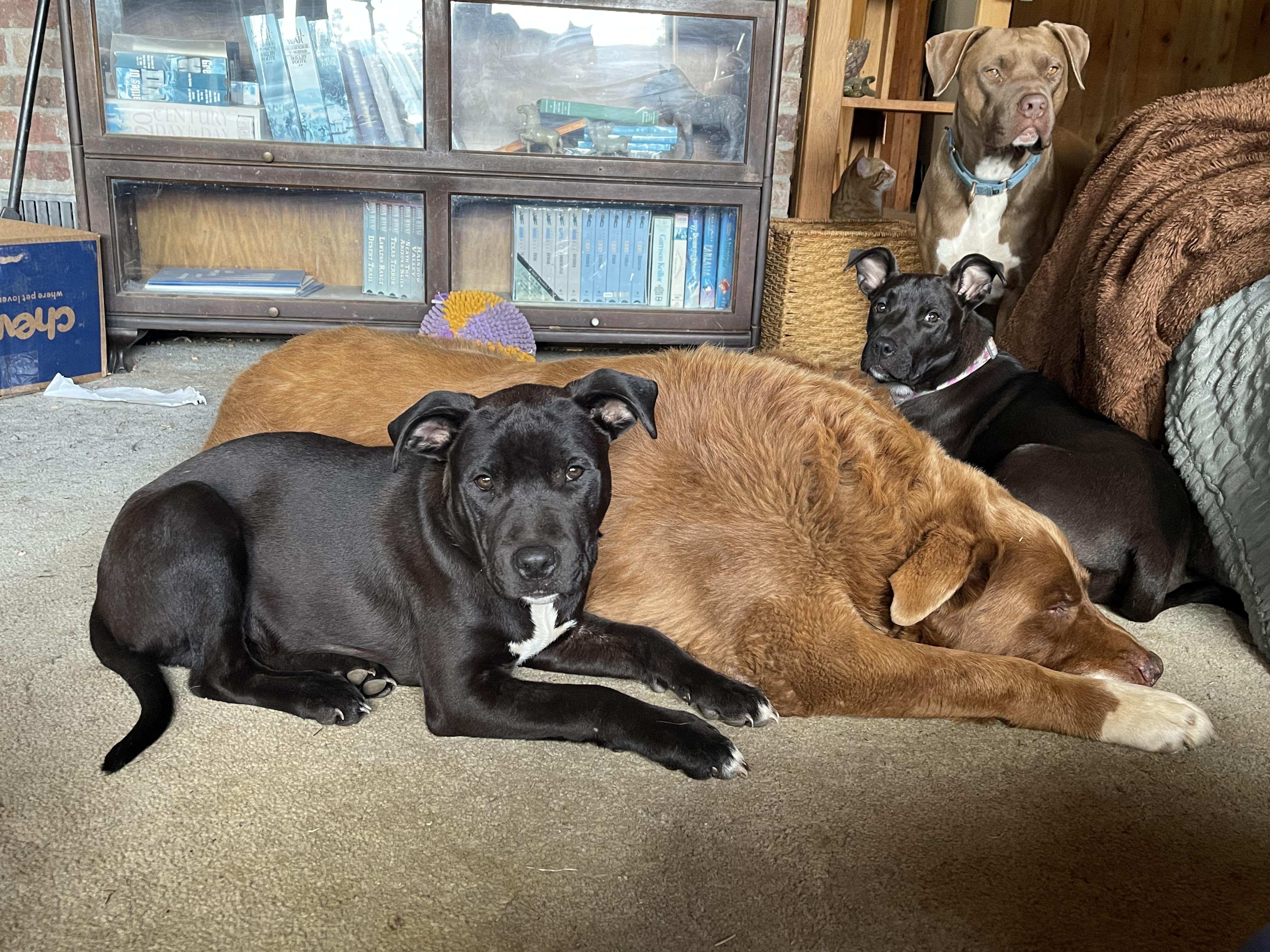 LEXI, an adopted mixed breed in Portland , OR image 2/6