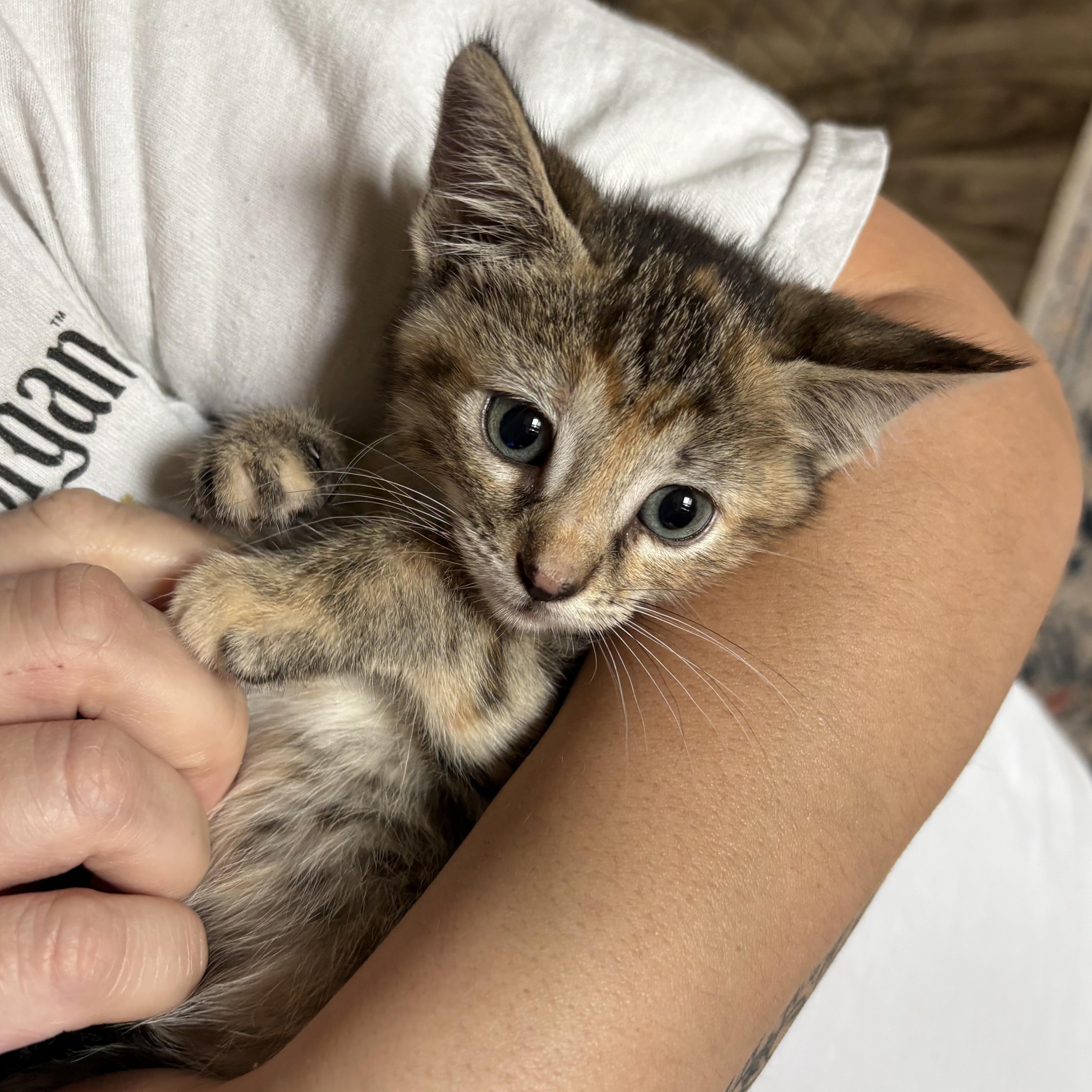 Enlarge Bing, an adopted Domestic Short Hair in Colcord, OK image 1/4