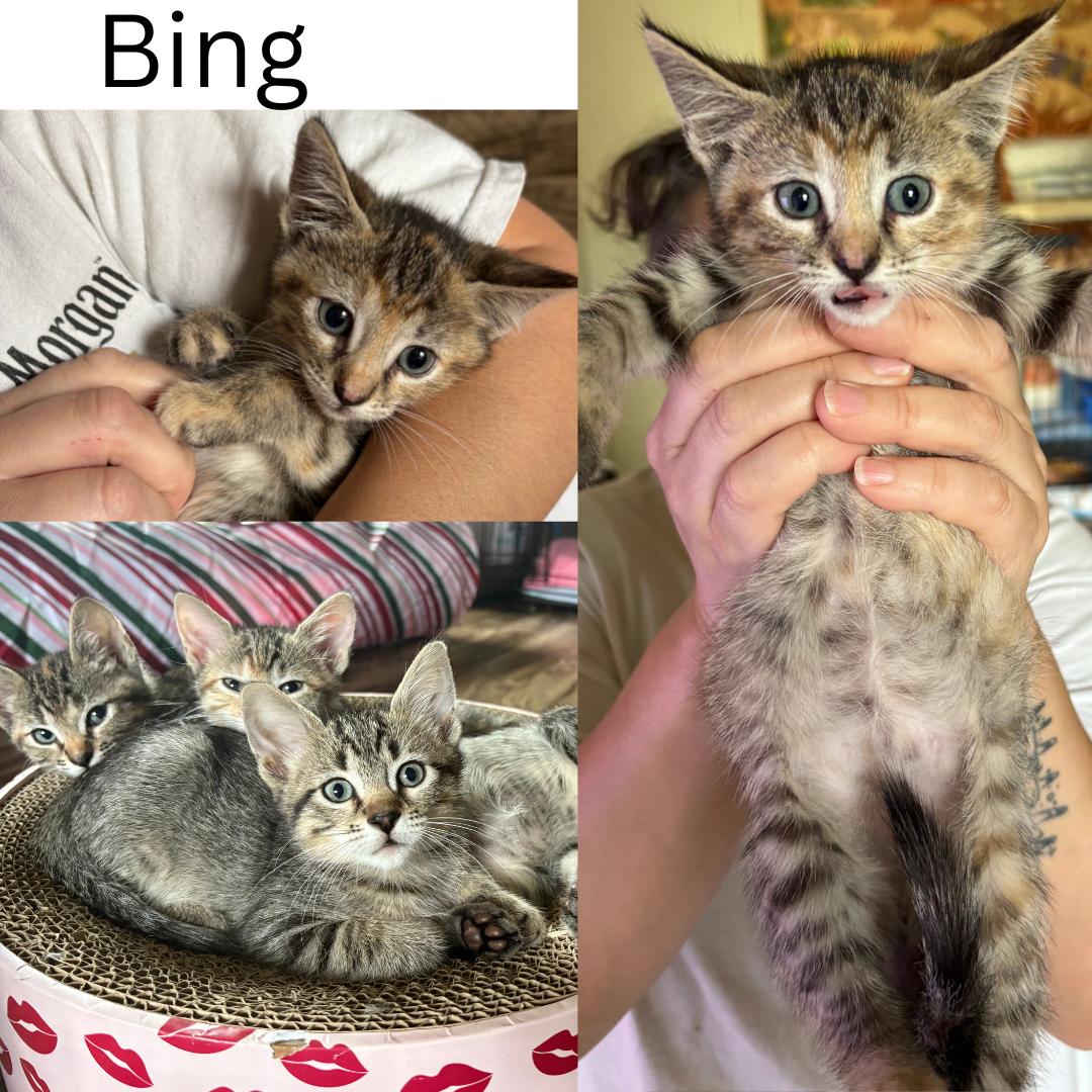 Enlarge Bing, an adopted Domestic Short Hair in Colcord, OK image 2/4