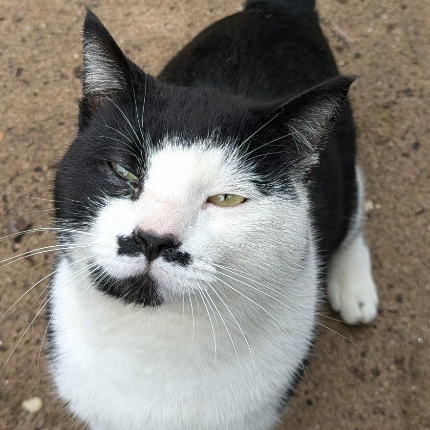 Groucho, Adoptable, Young Male Domestic Short Hair.