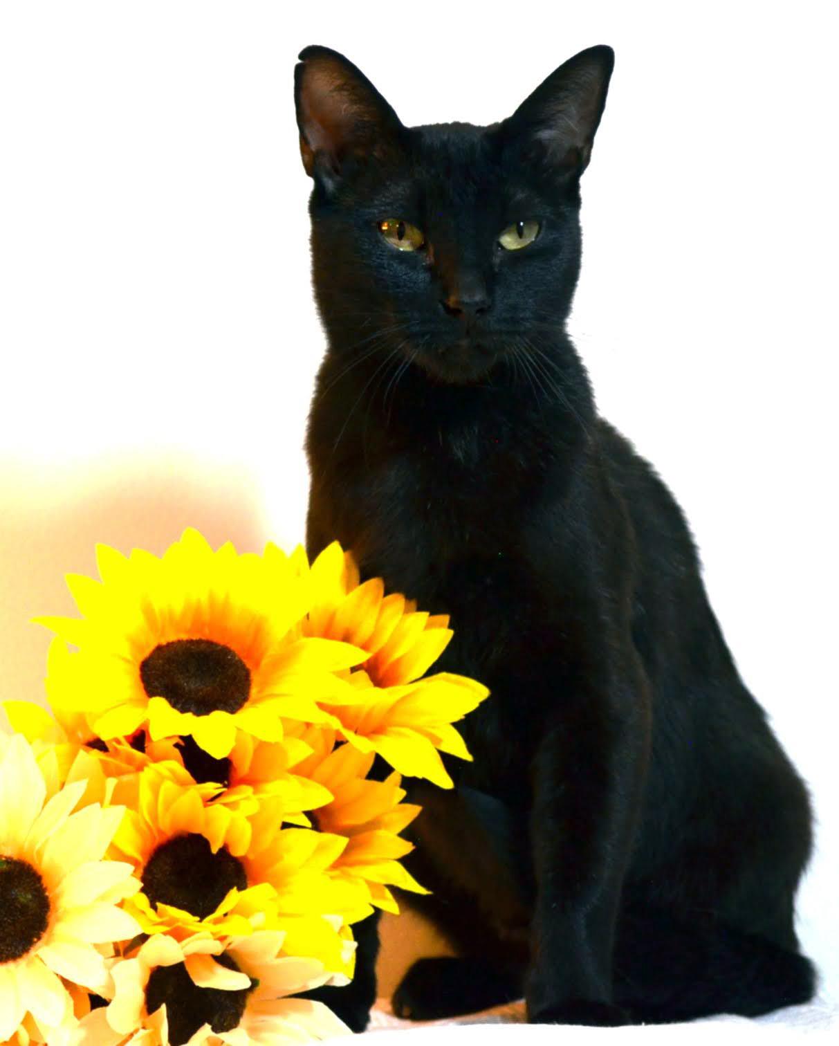 Ebony