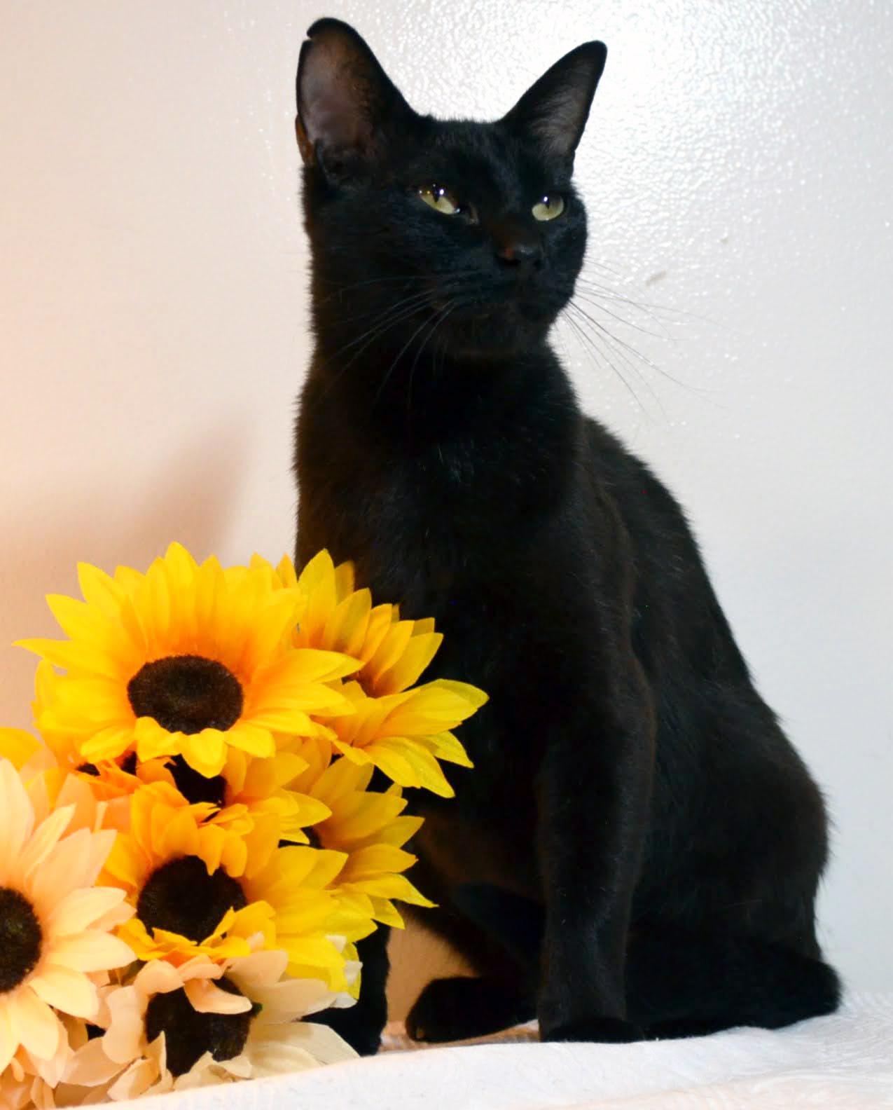 Ebony