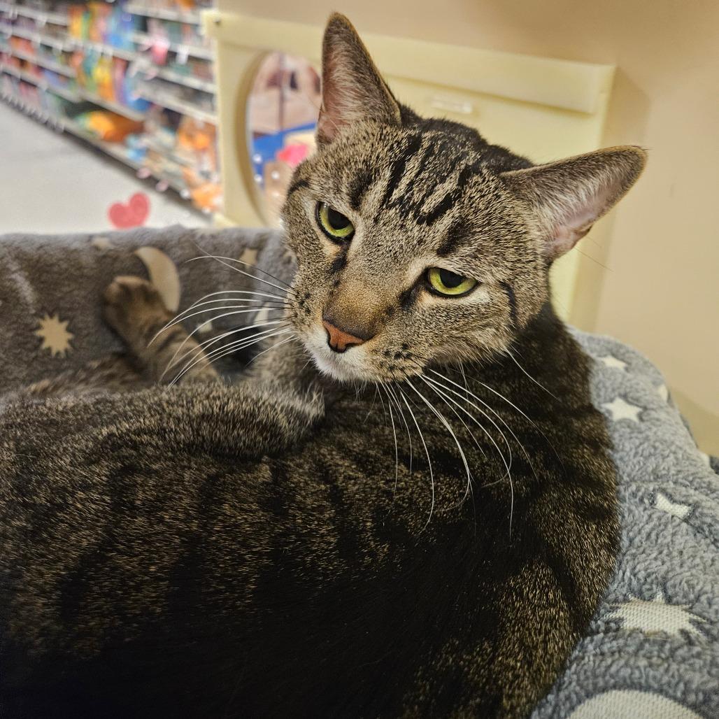 Tiger, Adoptable, Senior Male Domestic Short Hair.