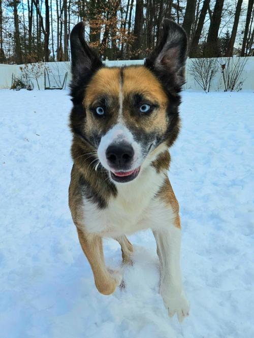 Enlarge Daisy (4 years old), a ADOPTABLE mixed breed in Albany, NY image 1/1