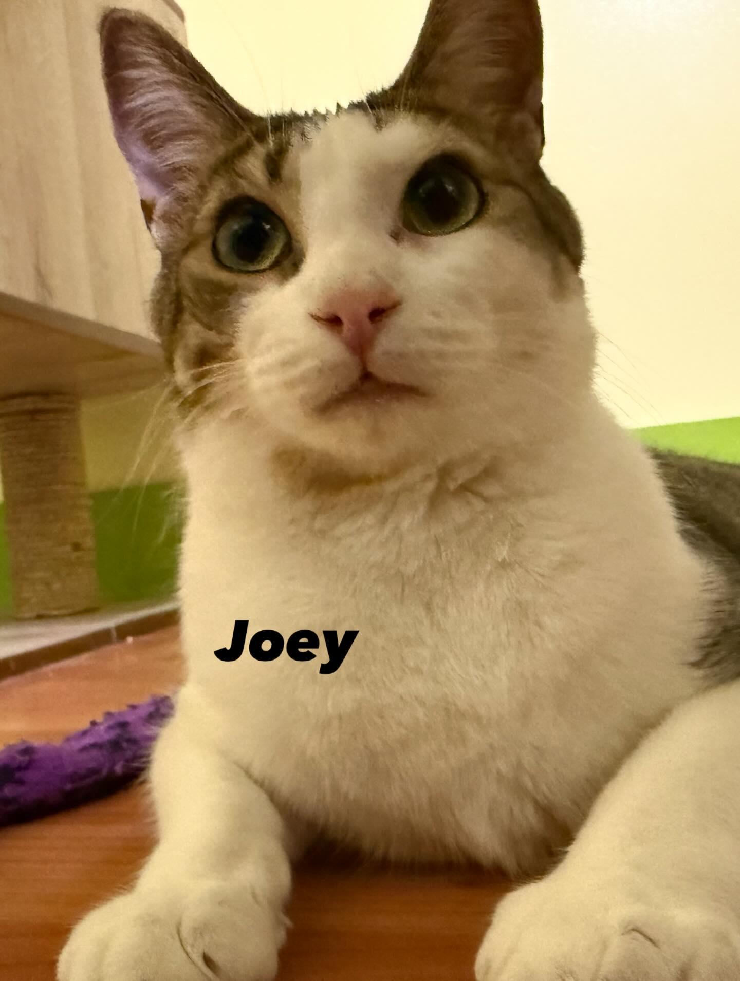 Enlarge JOEY, a Adoptable Domestic Short Hair in Tillsonburg, ON image 2/6