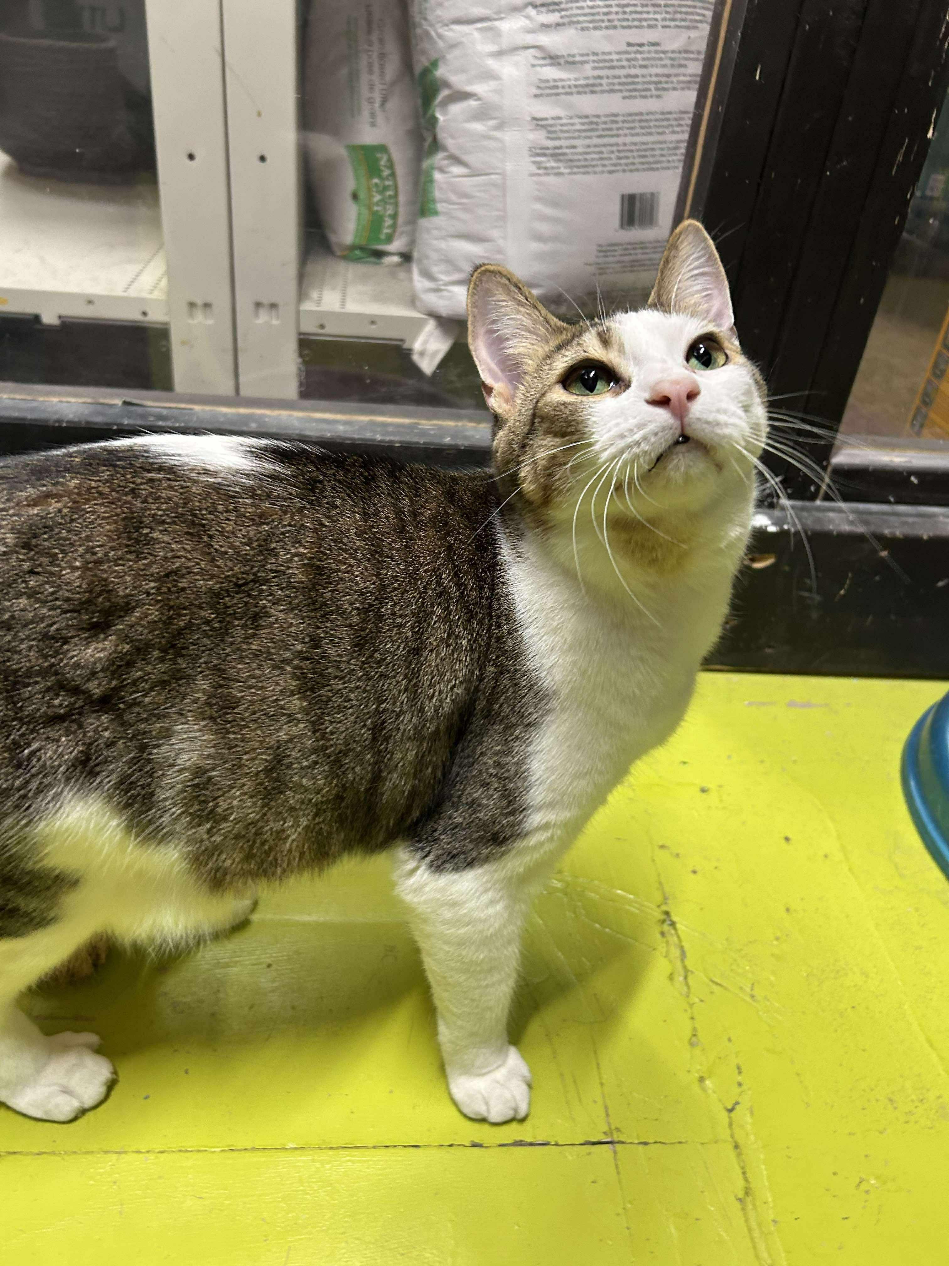 JOEY, a Adoptable Domestic Short Hair image 2/6