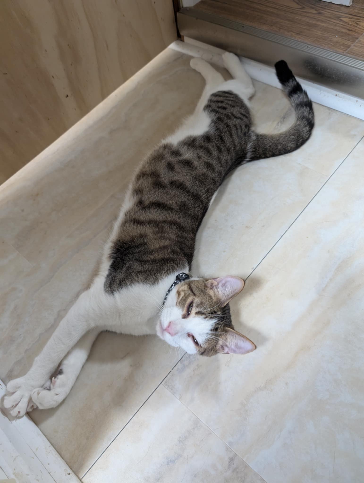 JOEY, a Adoptable Domestic Short Hair image 5/6