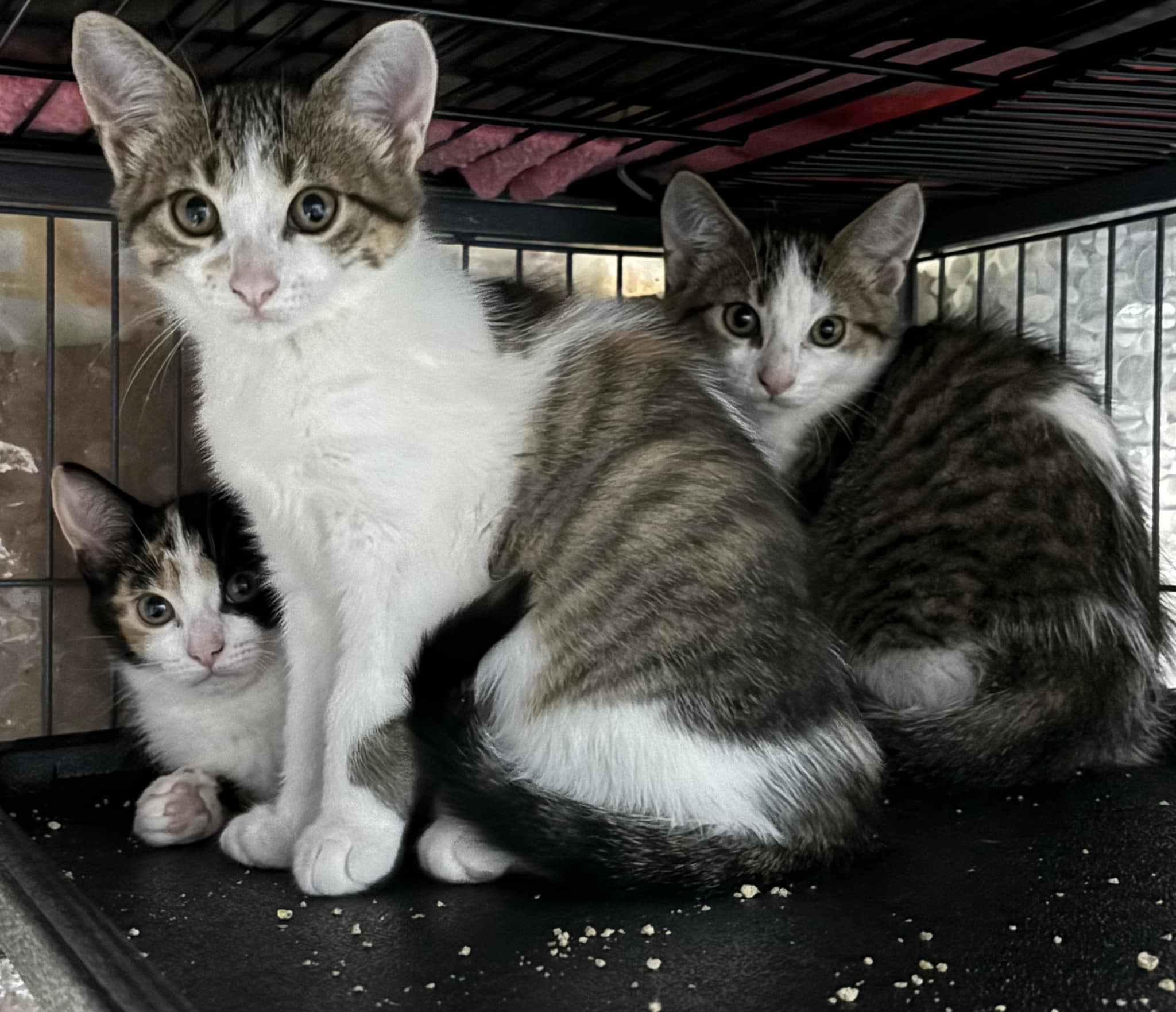 JOEY, a Adoptable Domestic Short Hair image 6/6