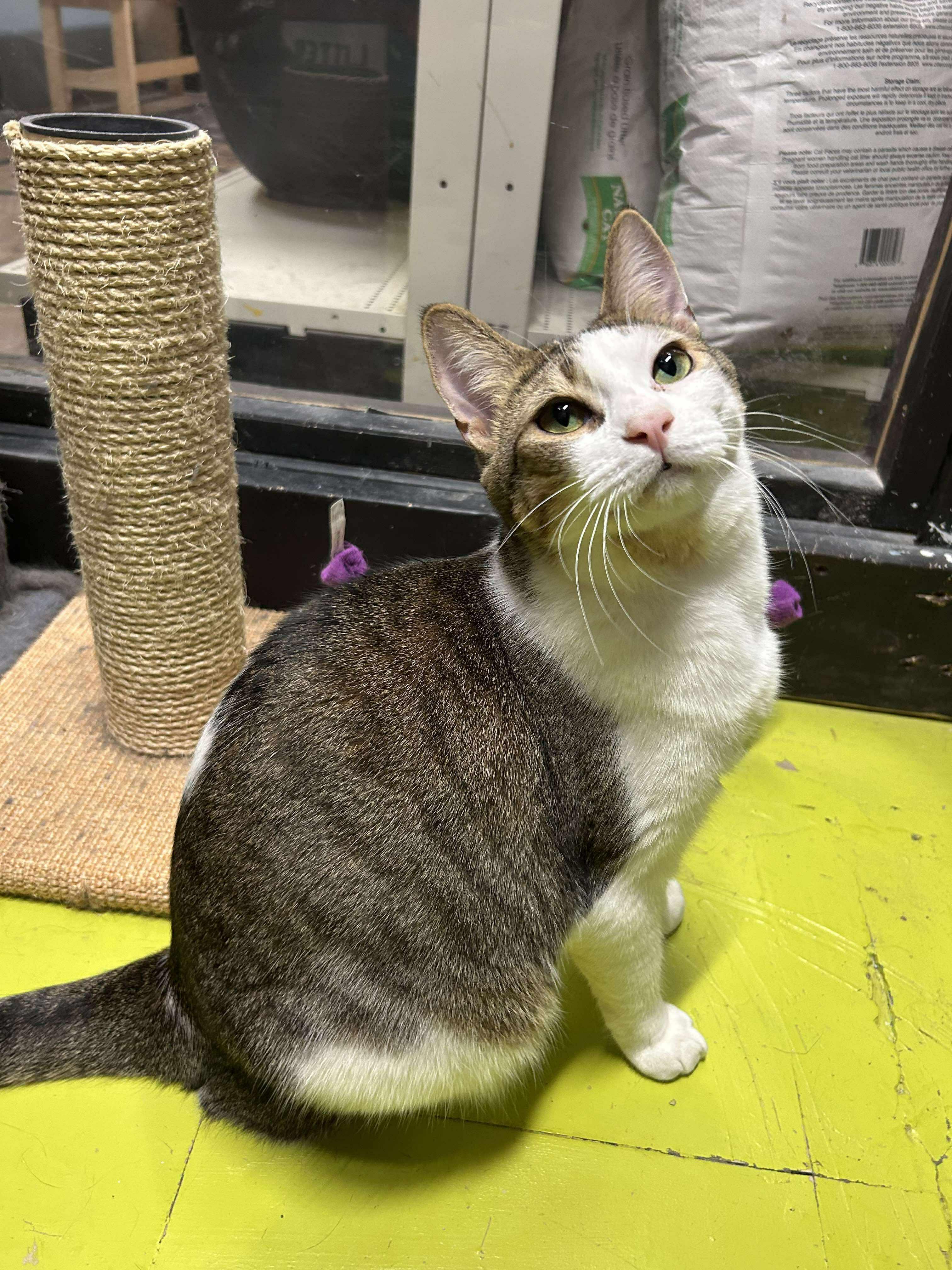 JOEY, Adoptable, Young Male Domestic Short Hair.